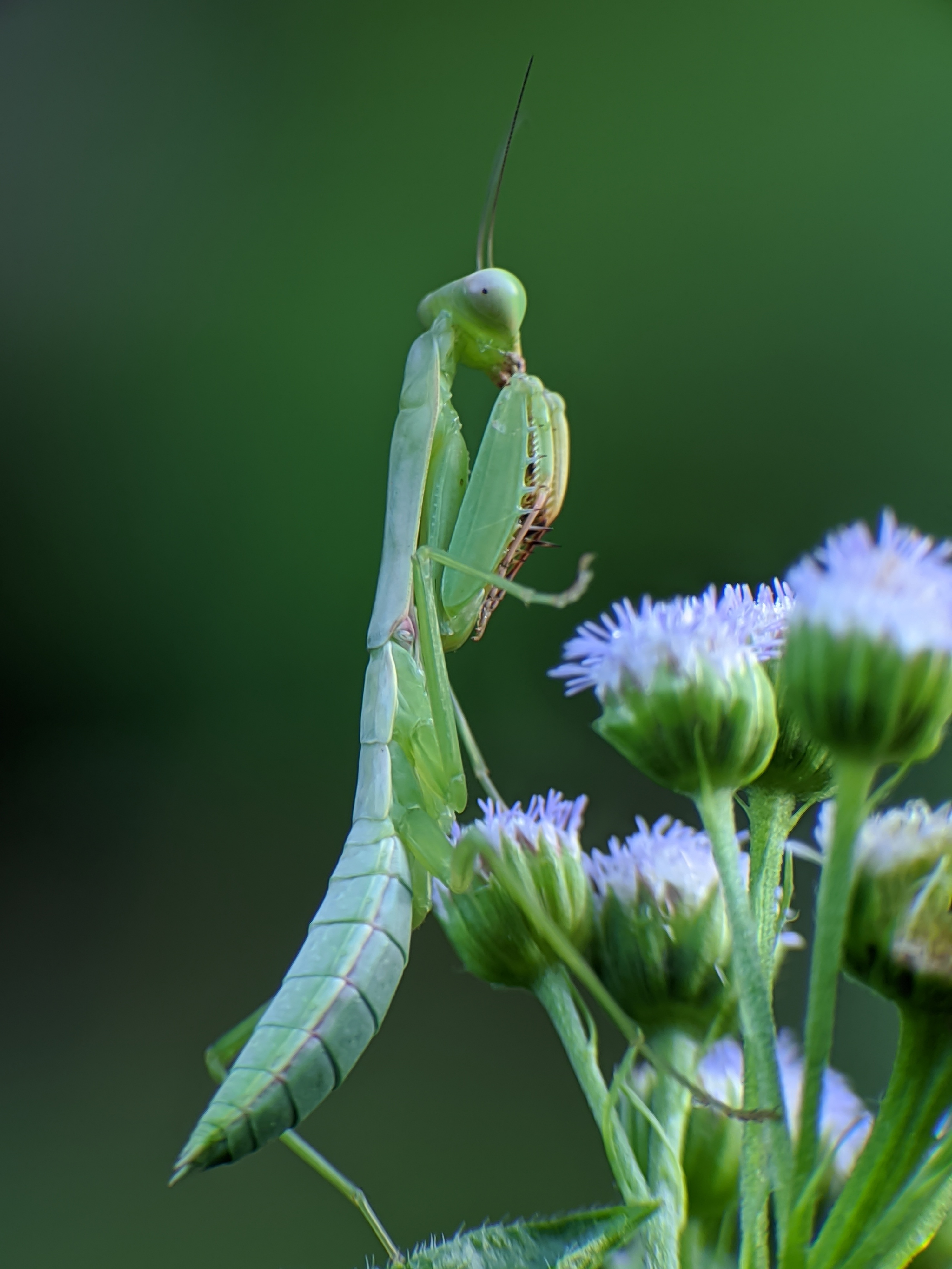 praying mantis on a flower.