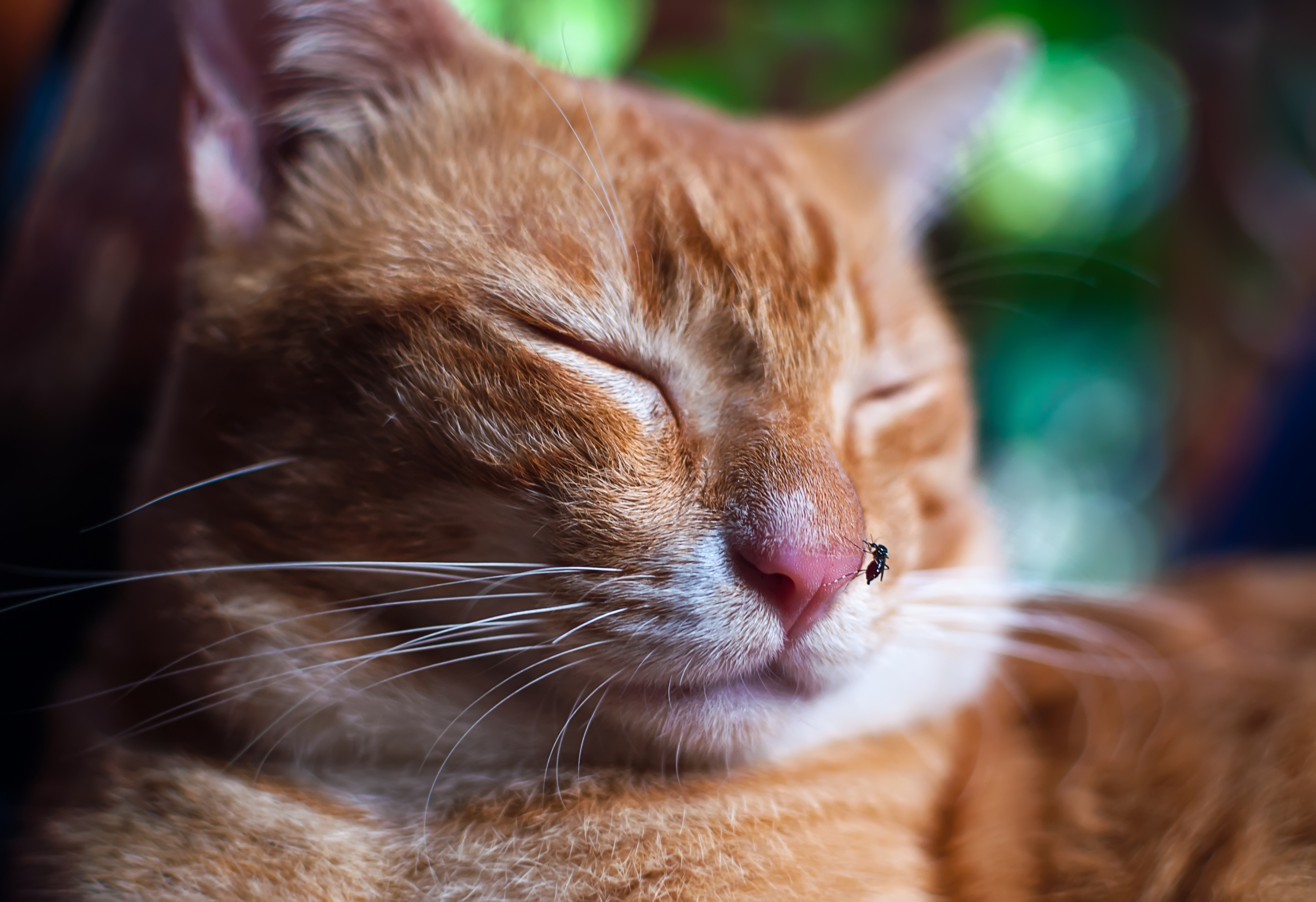 A cat with a mosquito on its nose - protect your pet from mosquitoes with help from GGA Pest Management!
