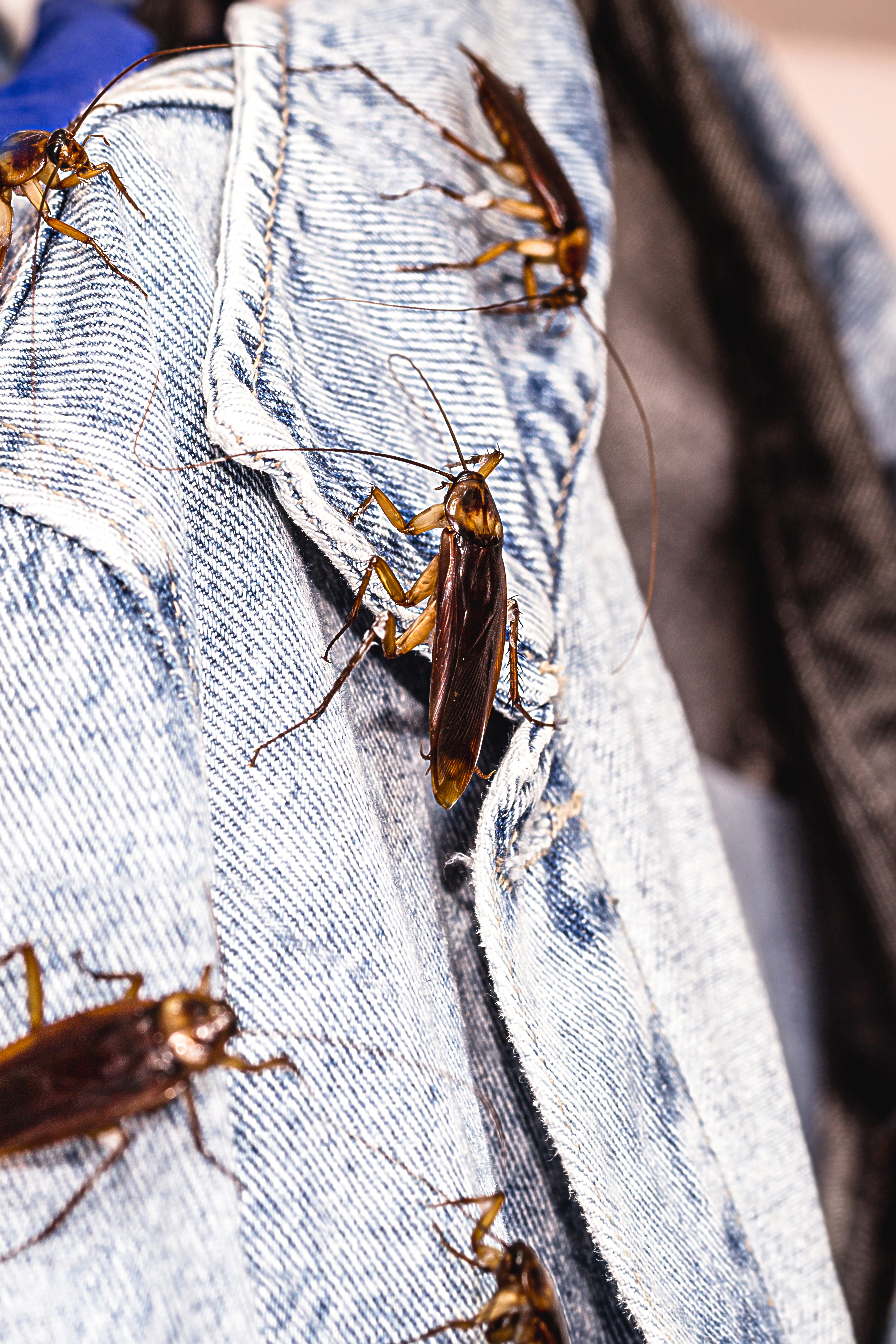 Roaches crawling on clothing.