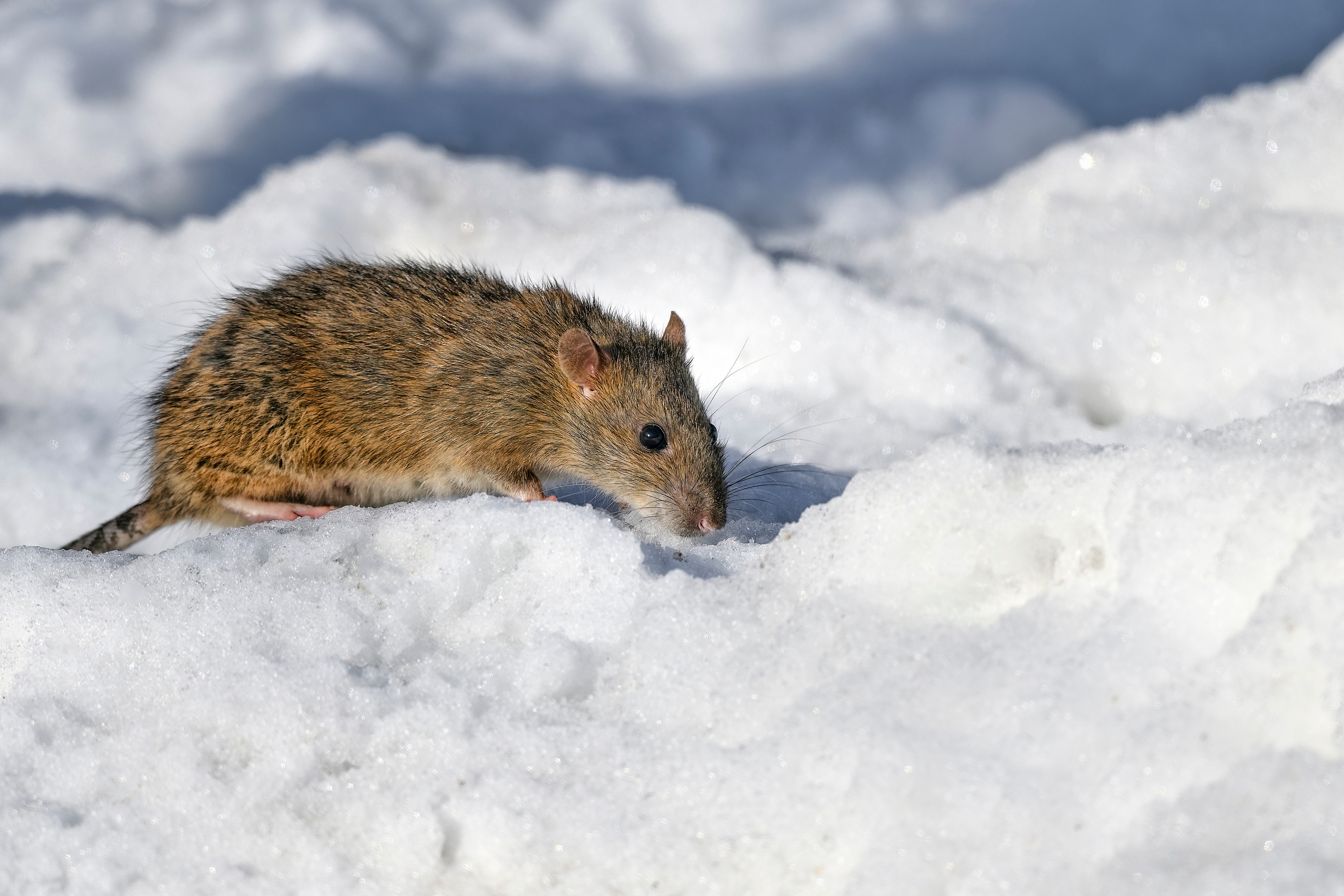 A rat outside in the snow - Tips to Prepare Your Home for Winter. GGA Pest Management 