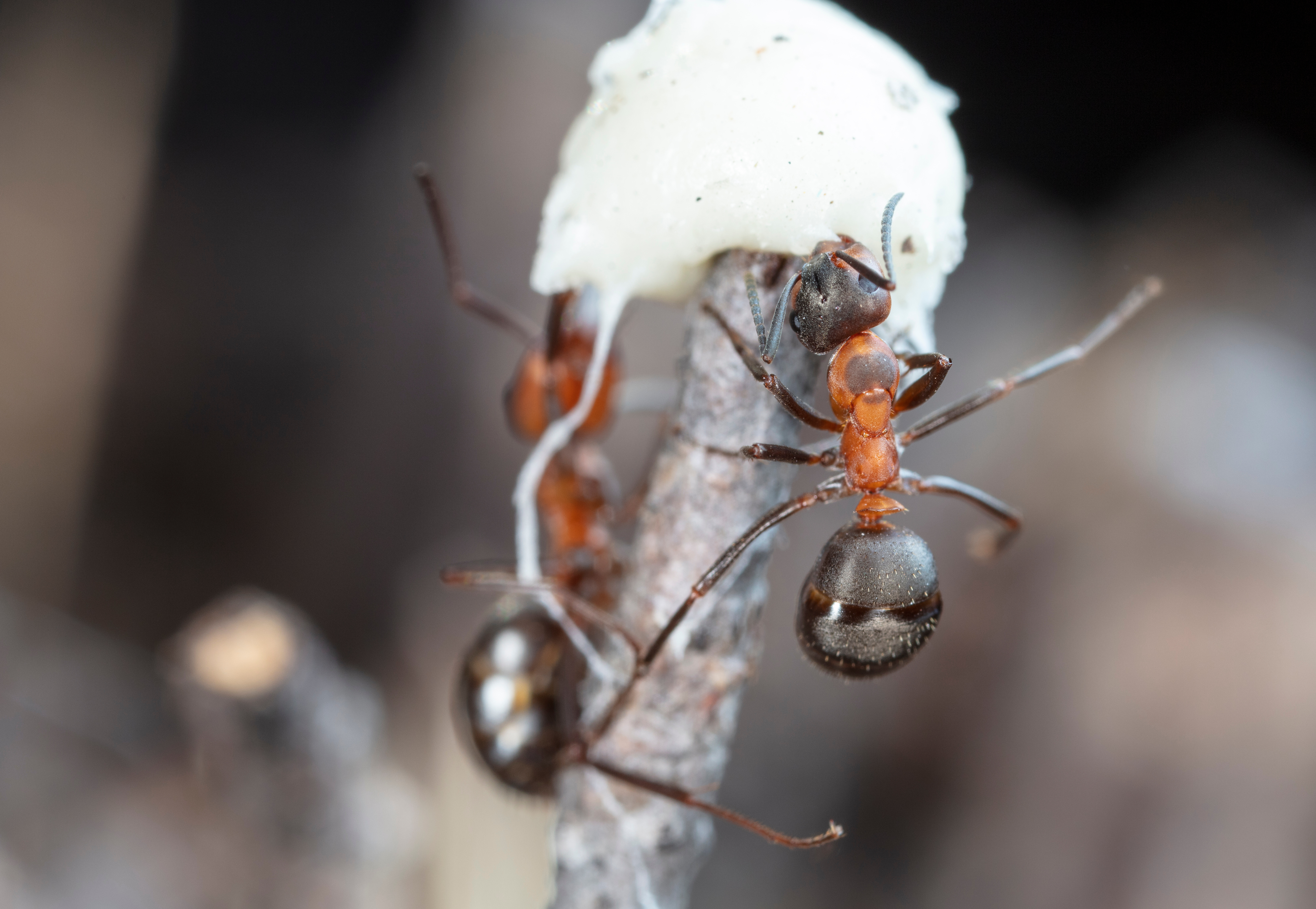 Ants in the snow - get winter pest control with GGA Pest Management.