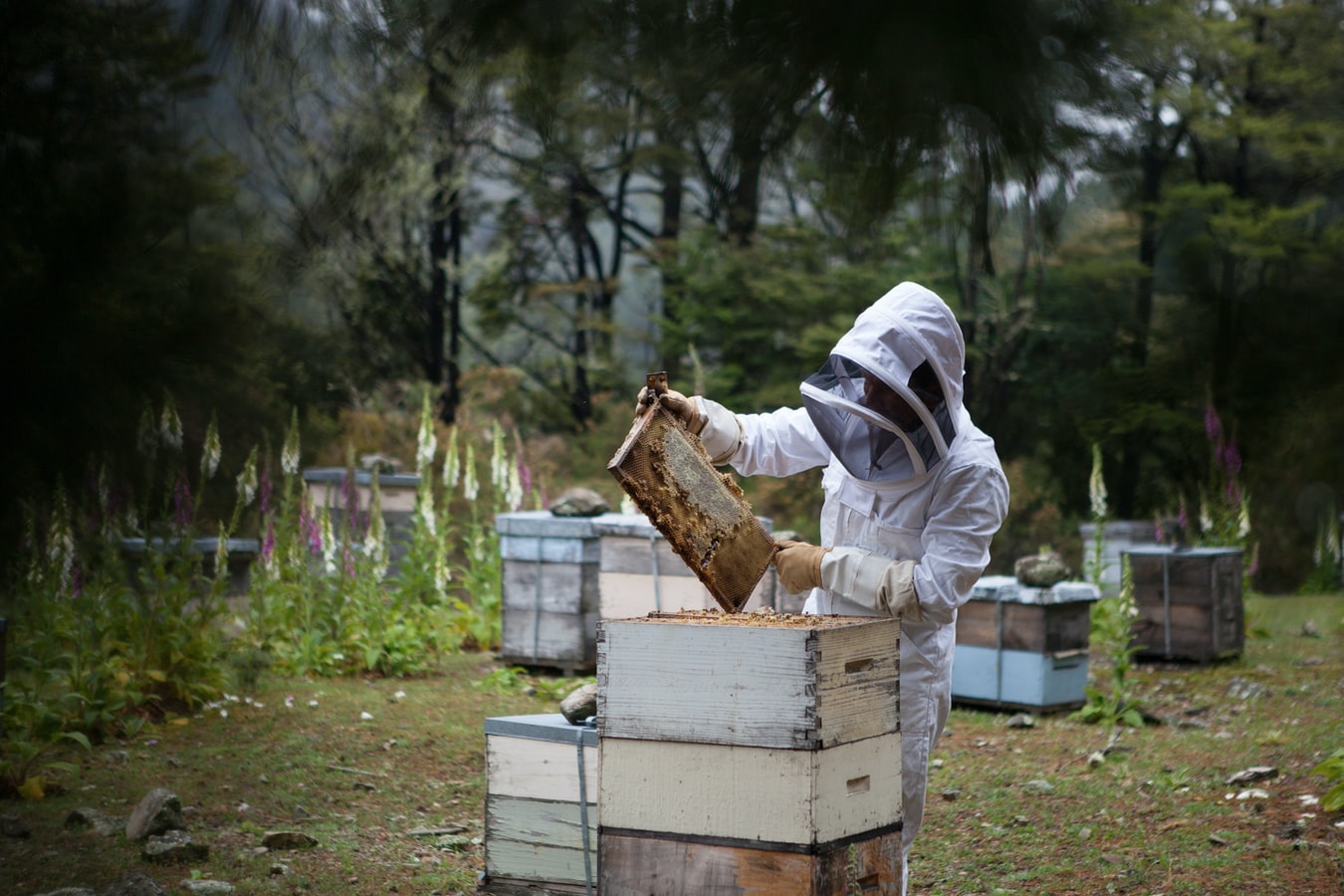 bee keeping bees in the walls gga pest management