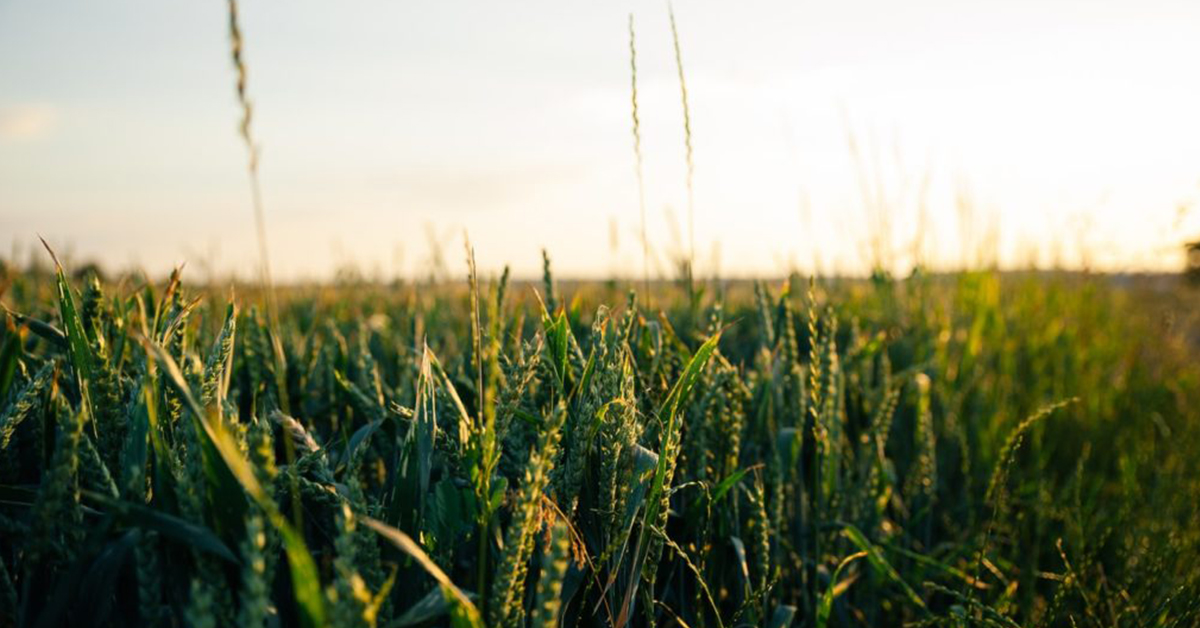 armyworms crops texas gga pest management