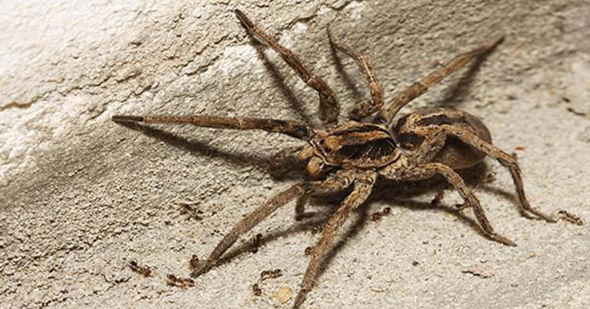 wolf spider bugs gga pest management