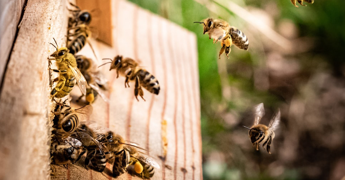 honey bees living in the wall gga pest management