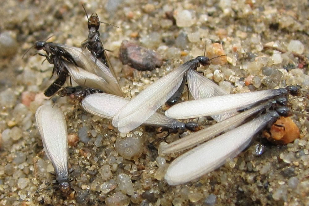 winged termite swarmers gga pest management