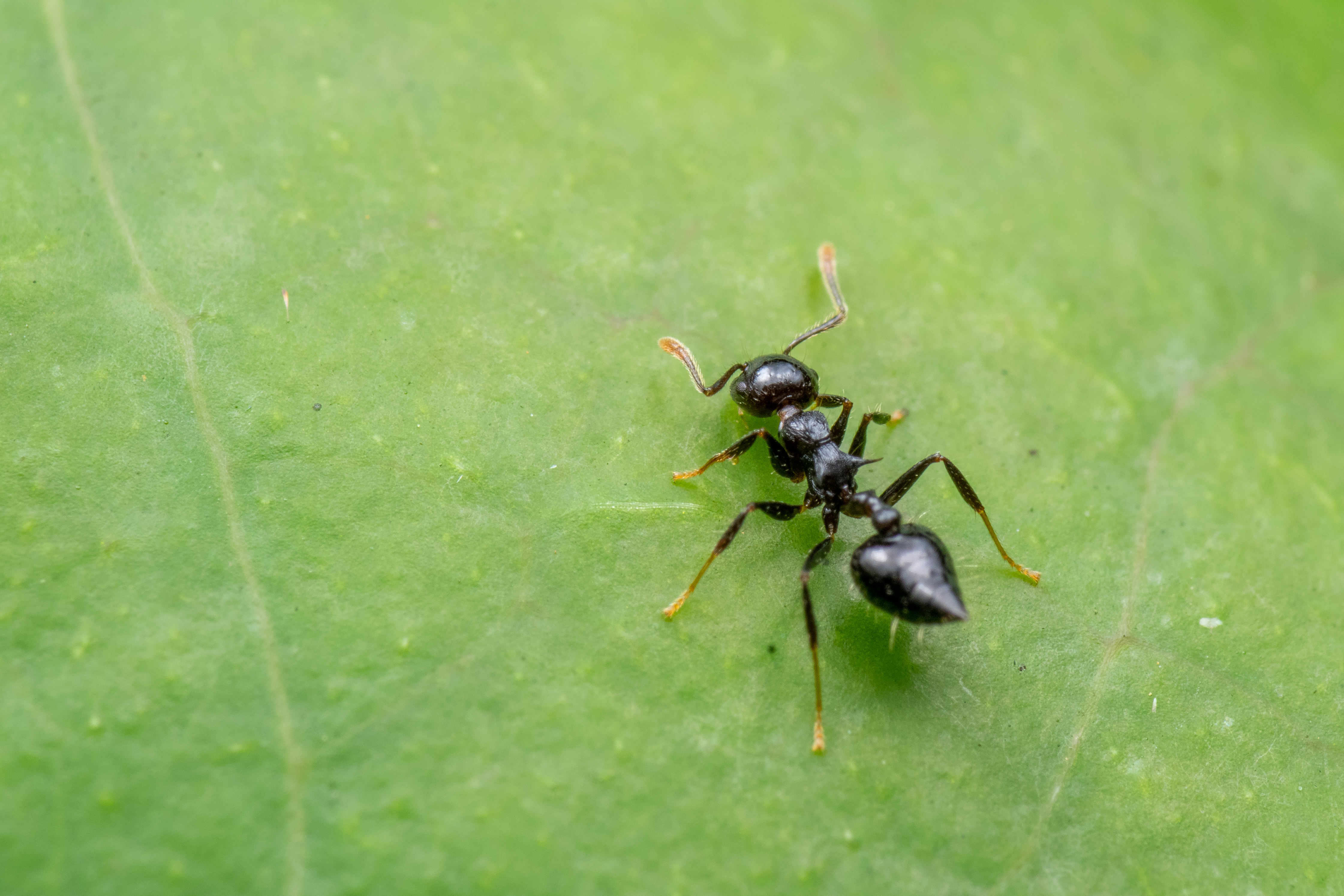 An acrobat ant on a leaf - for acrobat ant control in Waco, TX, contact GGA Pest Management today. 