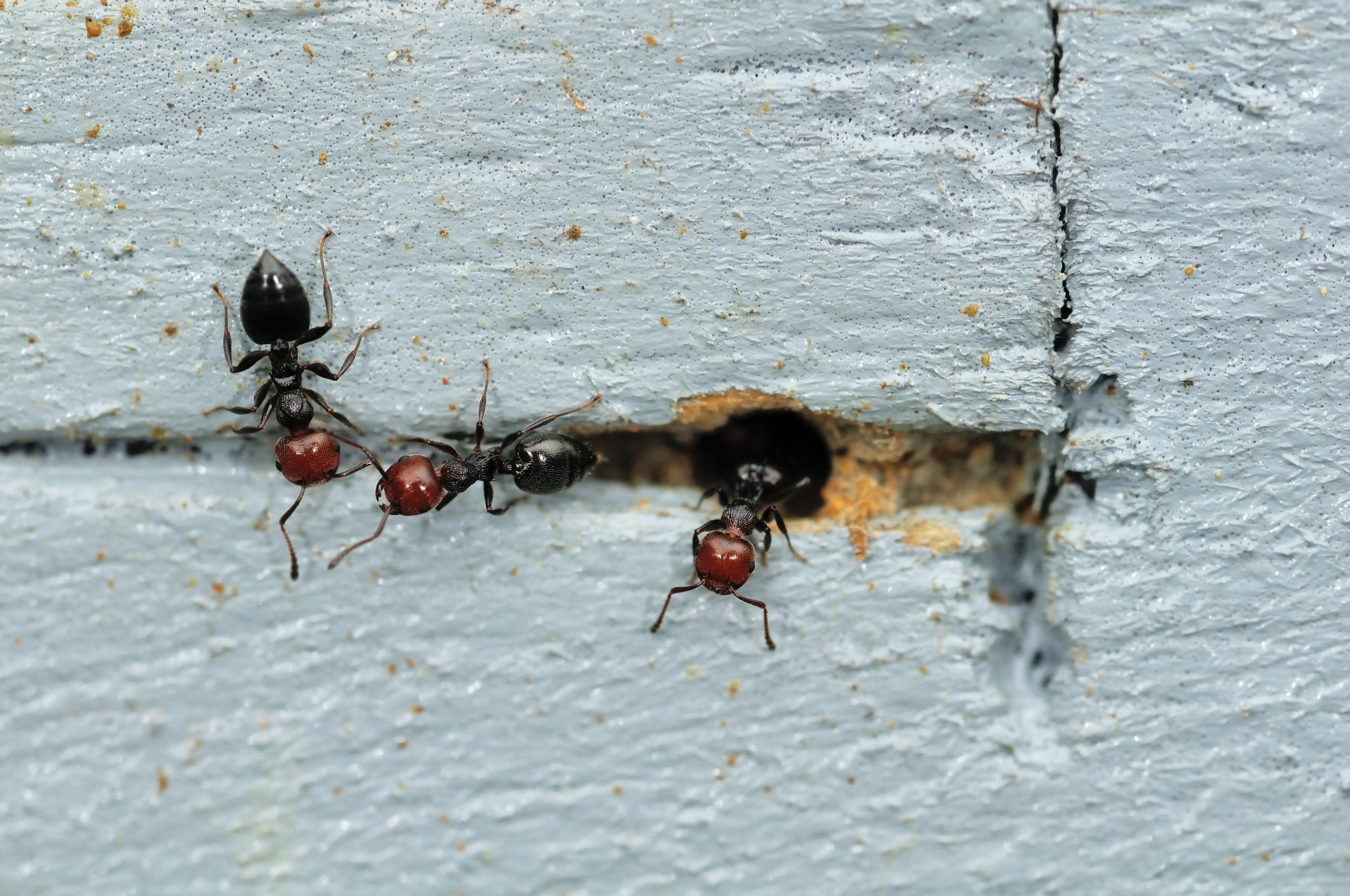 Acrobat ants coming out of a crack in the wall.