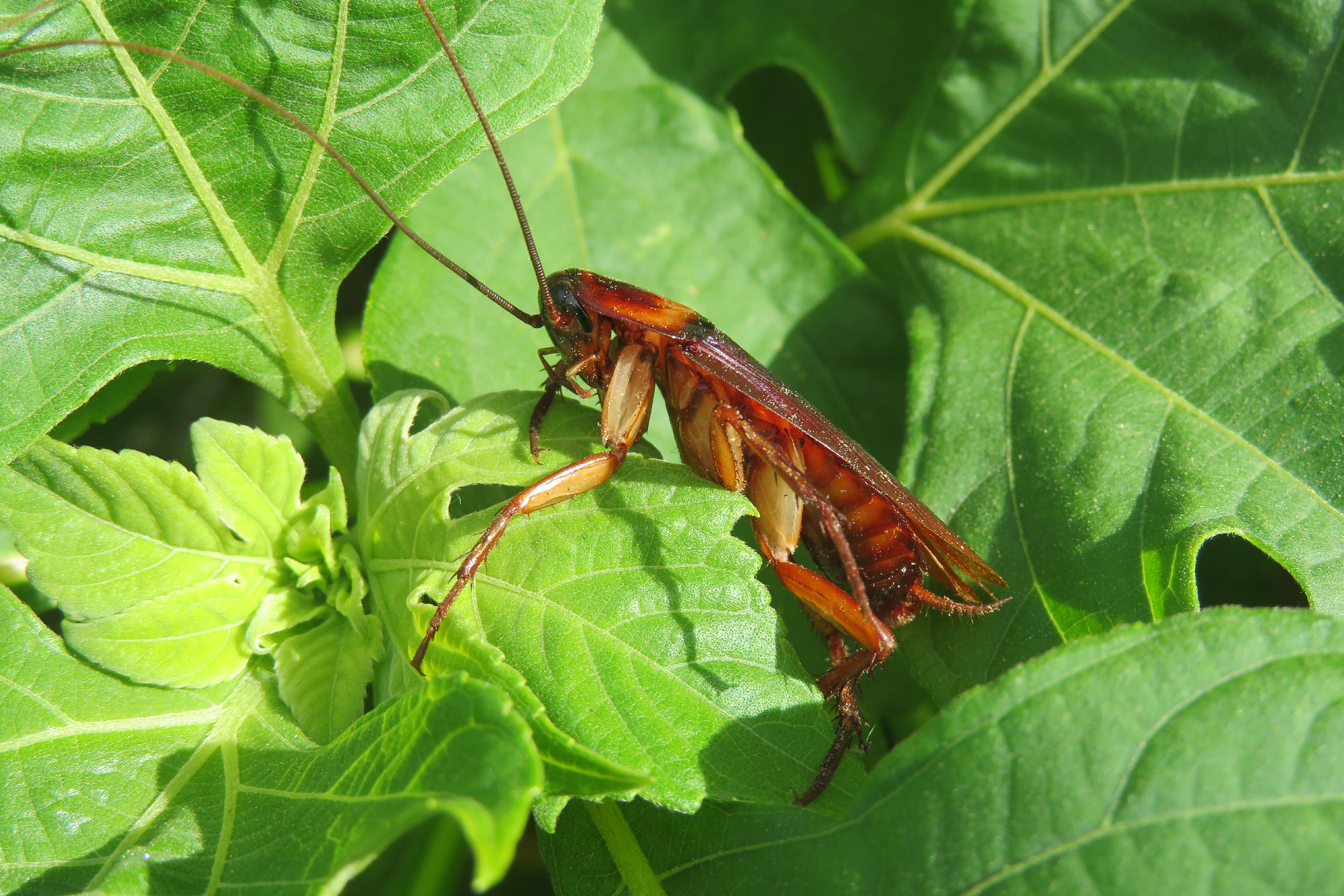 A closeup image of an American cockroach - learn about our American cockroach control in Waco, TX.