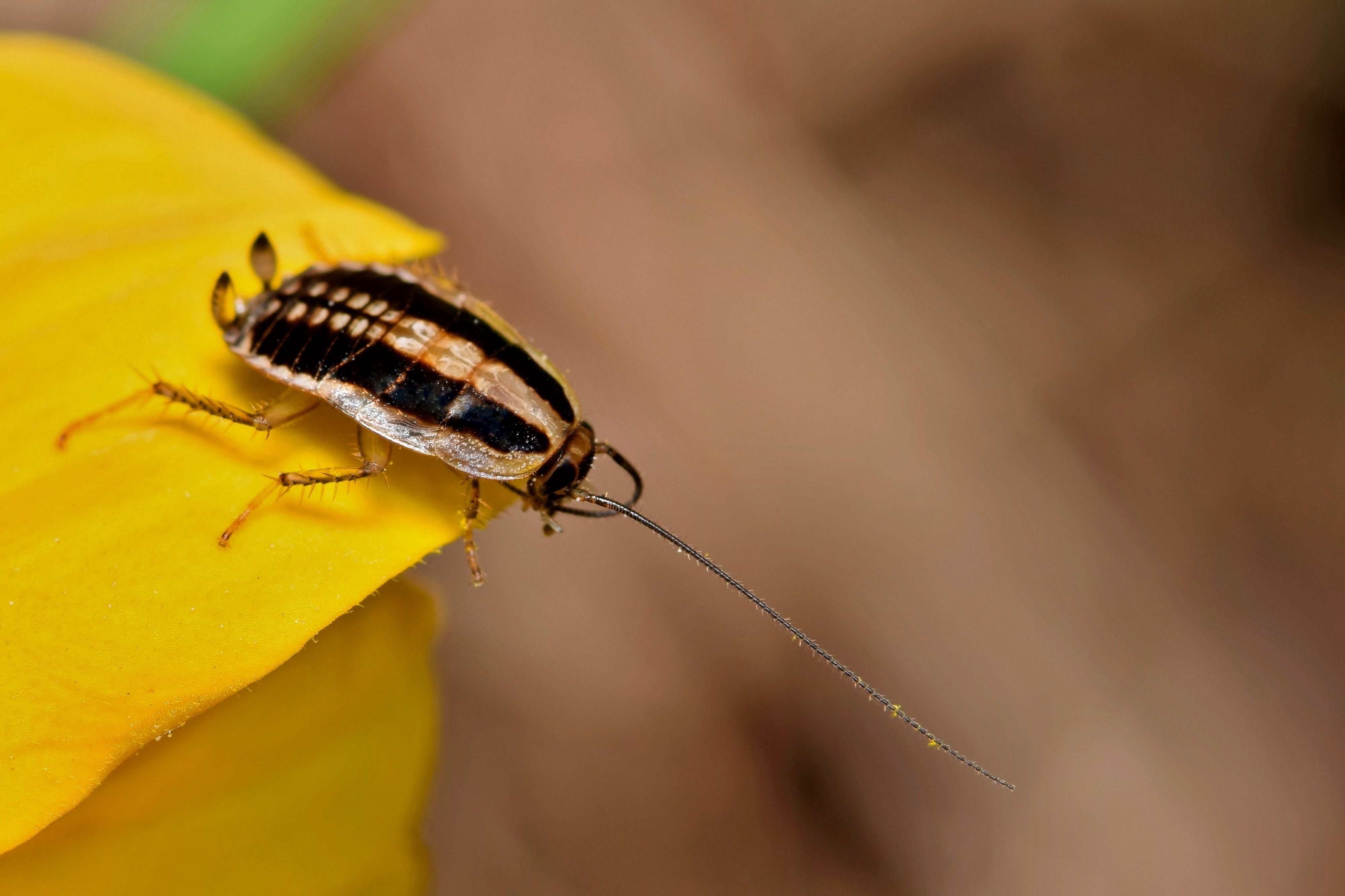 An image of an asian cockroach - learn how GGA Pest Management Waco can help you exterminate these pests.