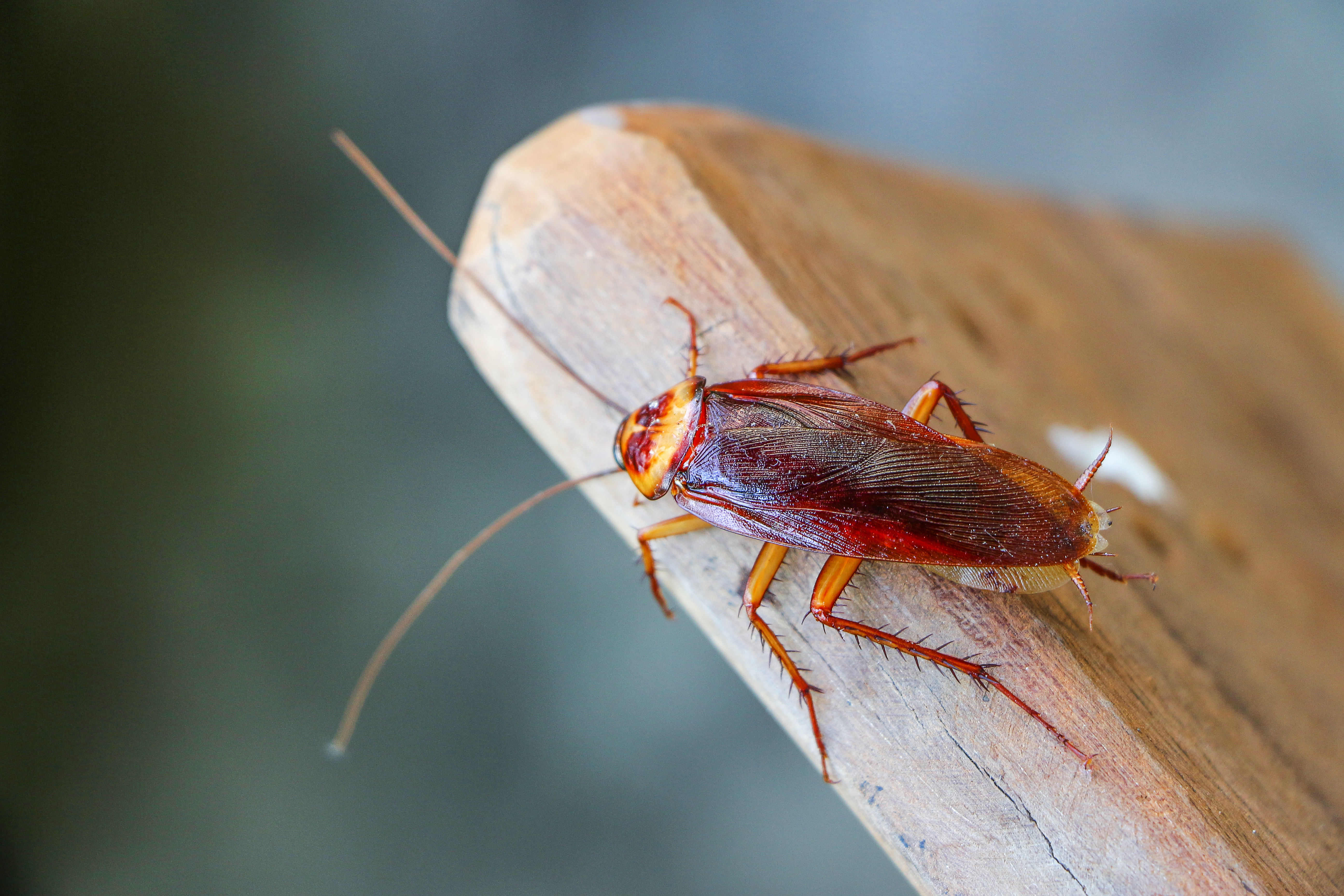 A close up shot of a roach - experience the best cockroach pest control in Waco, TX with GGA Pest Management.