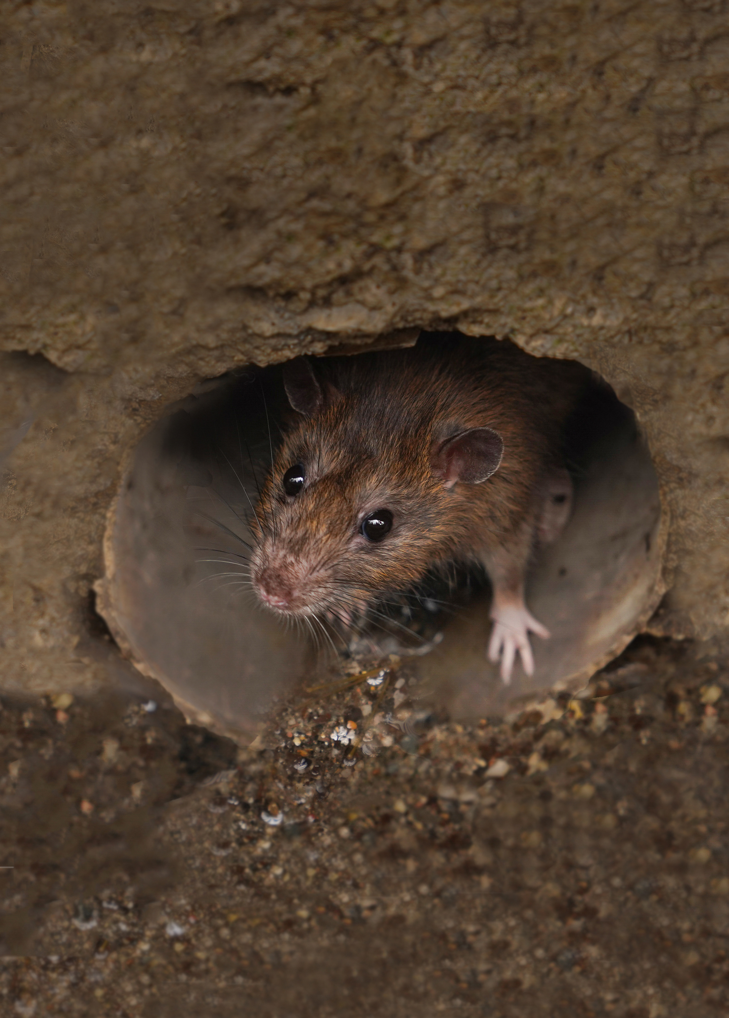 An image of a mouse coming out of its hole - GGA Pest Management is your reliable mice exterminator.