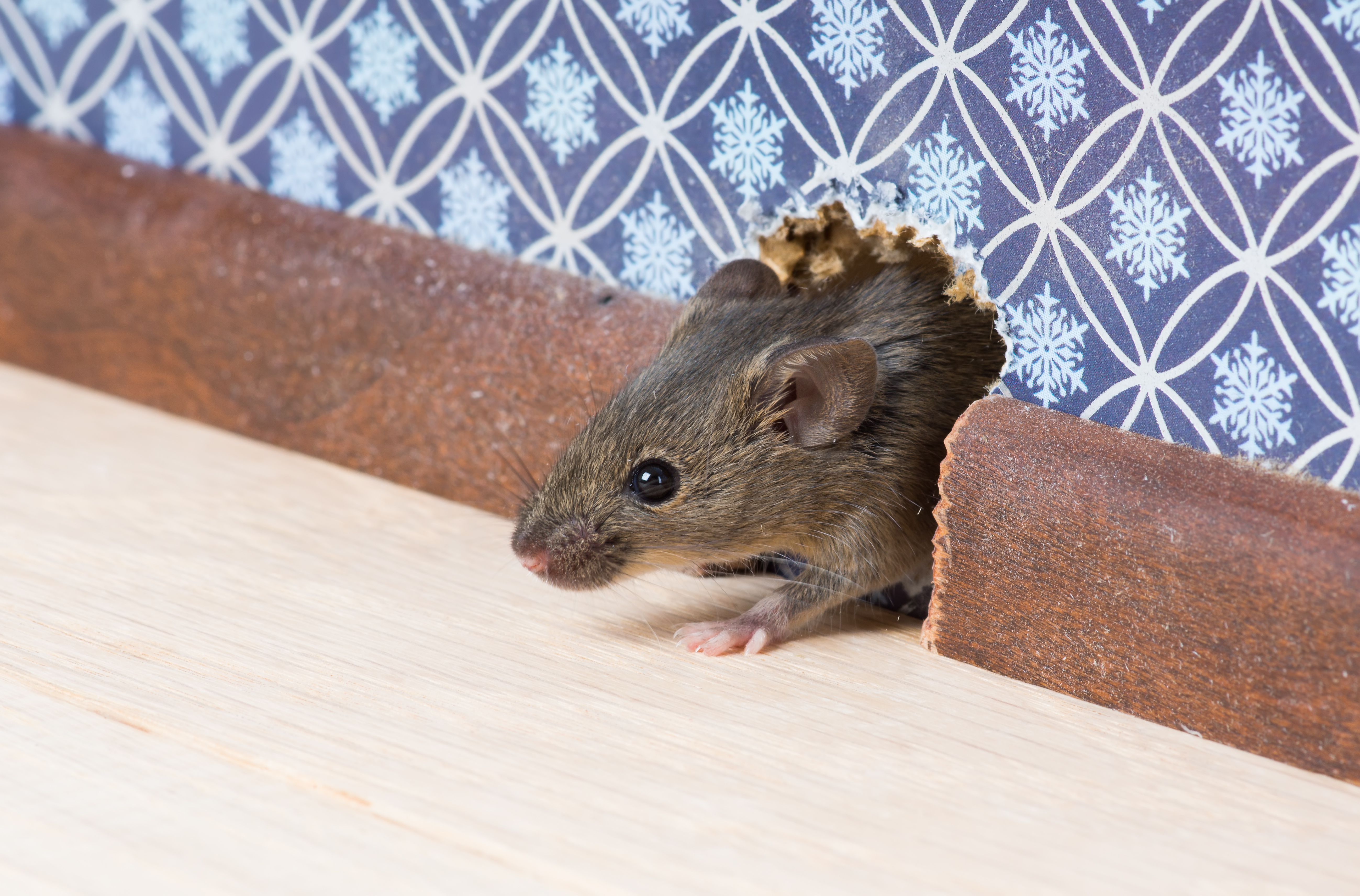 A mouse in a residential home.