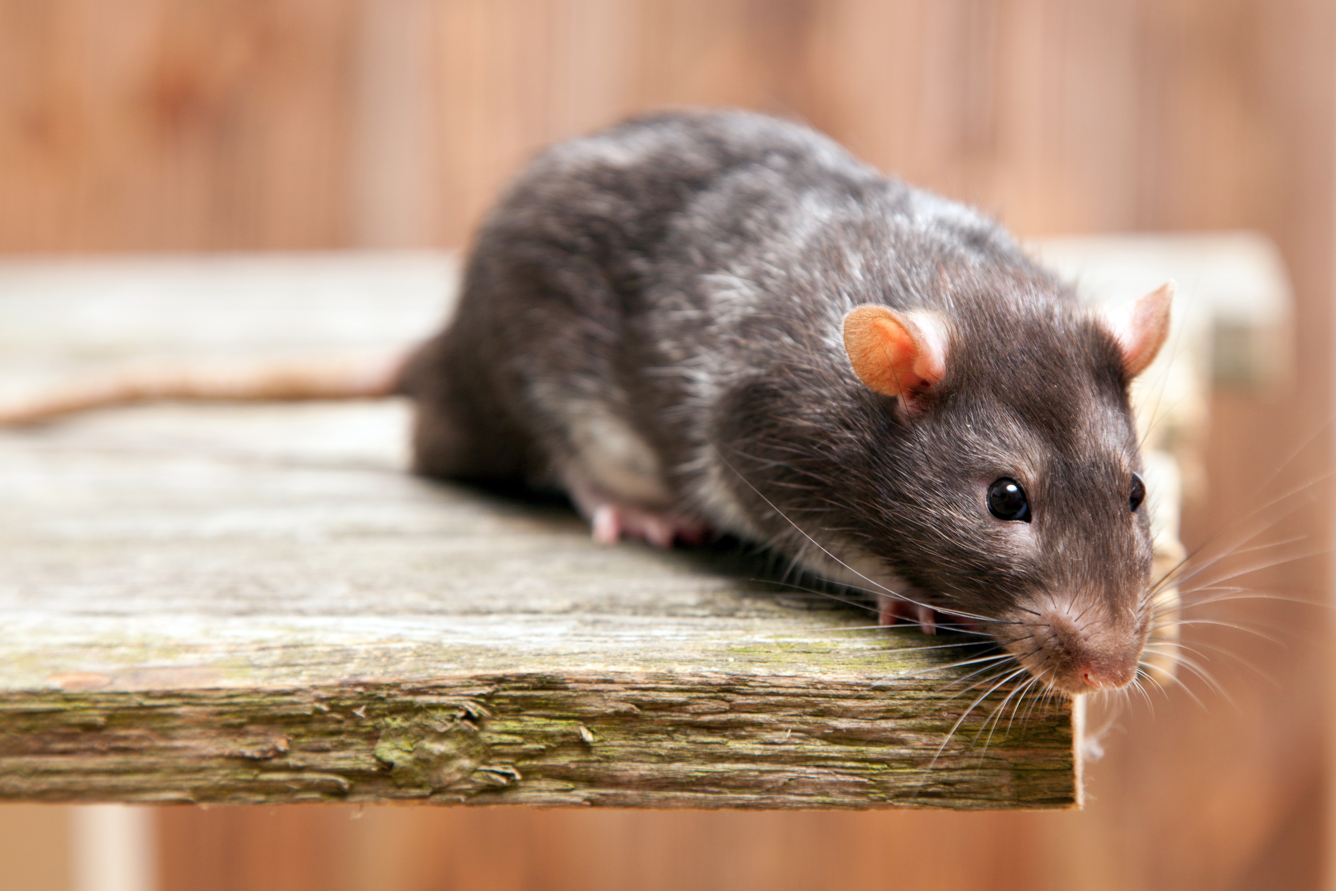 A rat inside a home - contact GGA Pest Management today for rat pest control in Temple, TX.