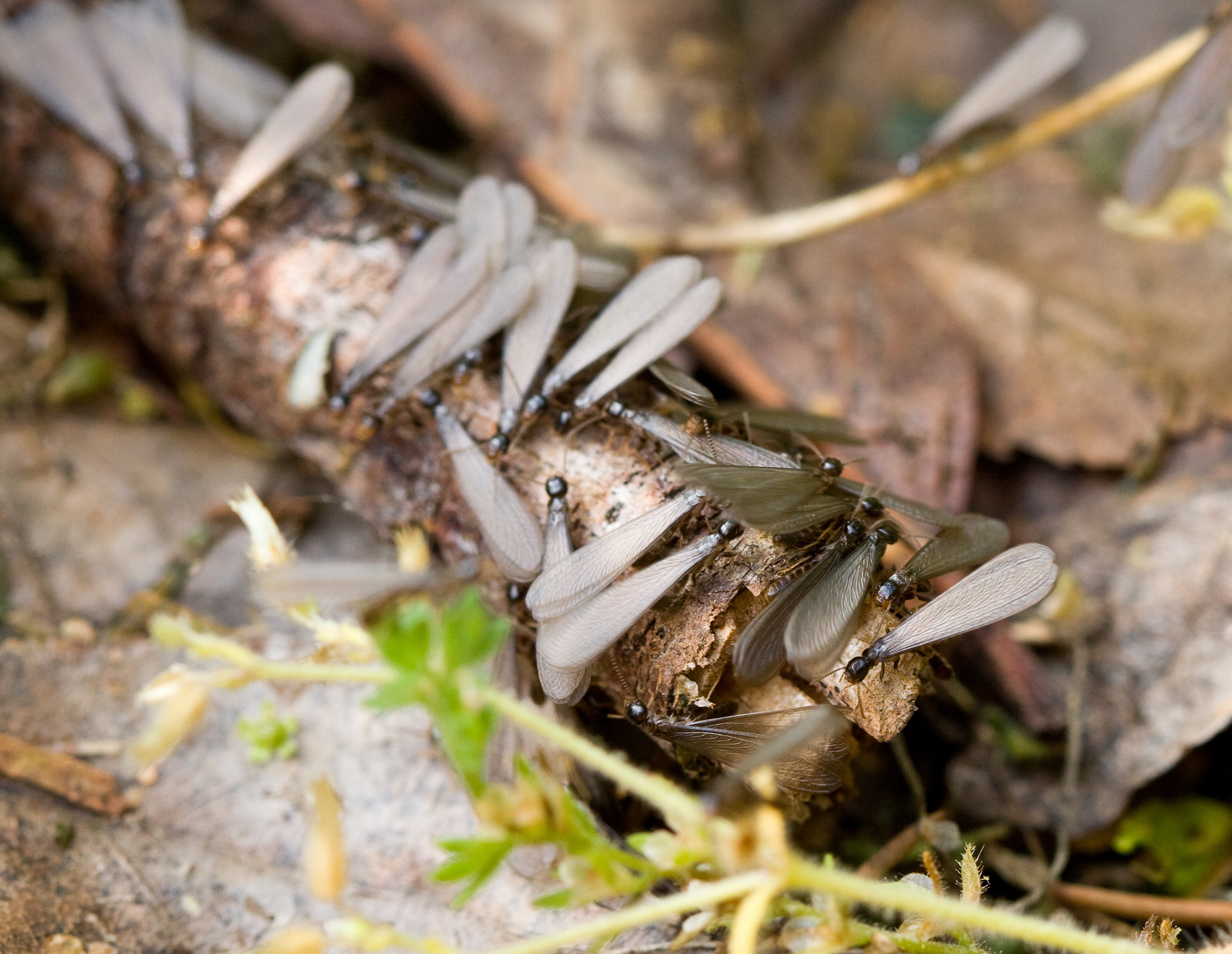 Easter subterranean termites  - contact GGA Pest Management for termite removal!