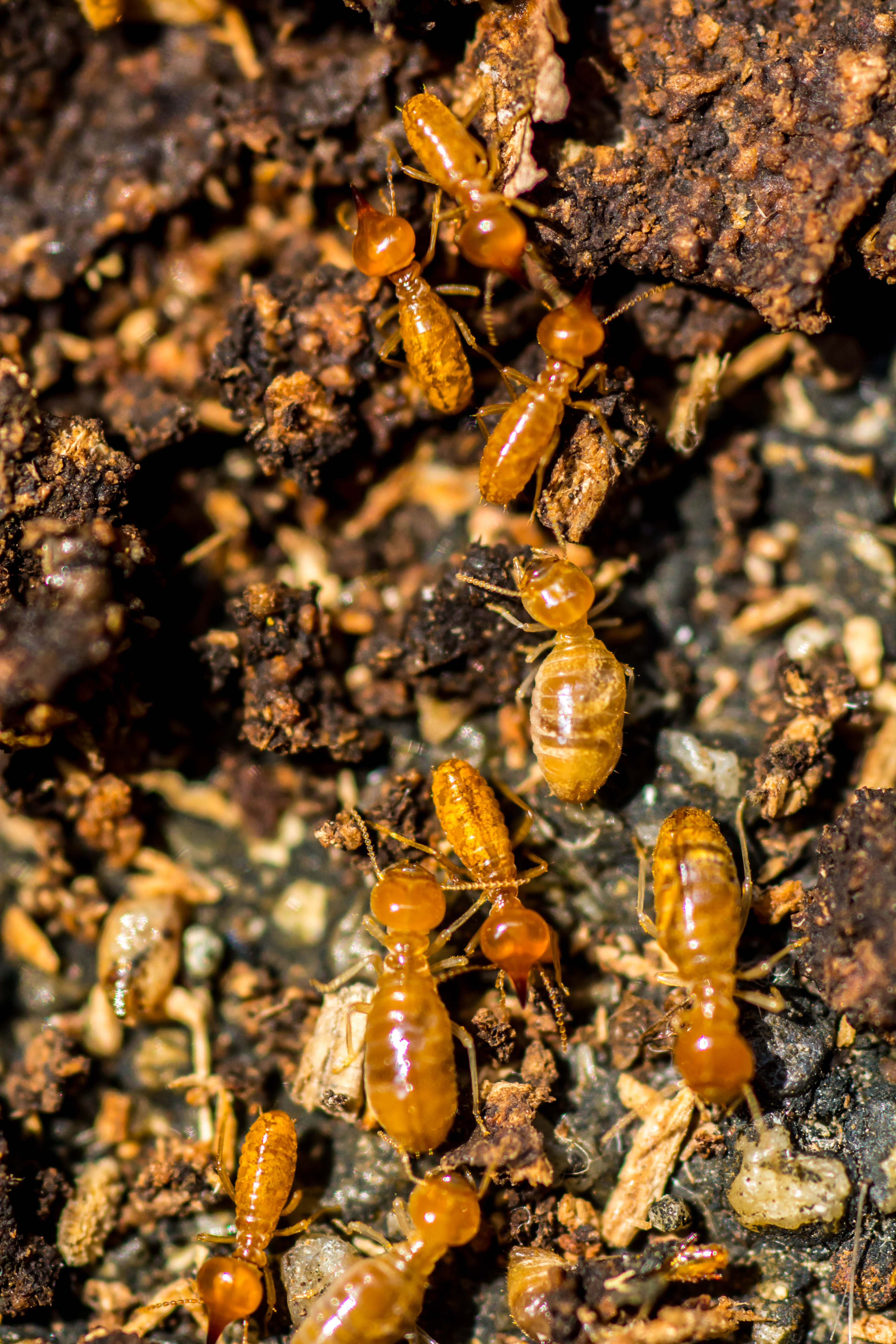 A termite infestation - contact GGA Pest Management, one of the best termite companies, today to help exterminate termites in your home!