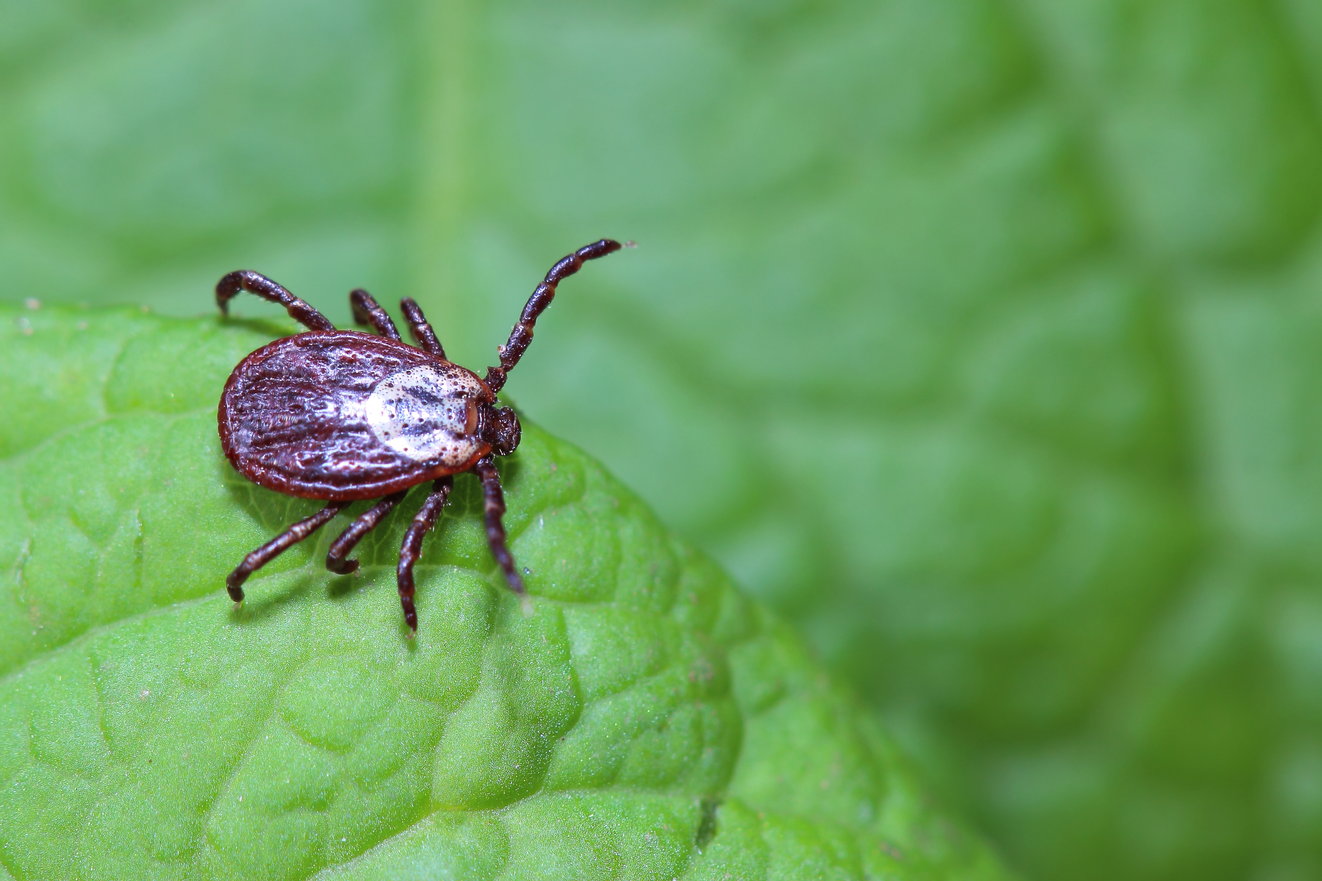 GGA Pest Management Hillsboro, TX ticks.