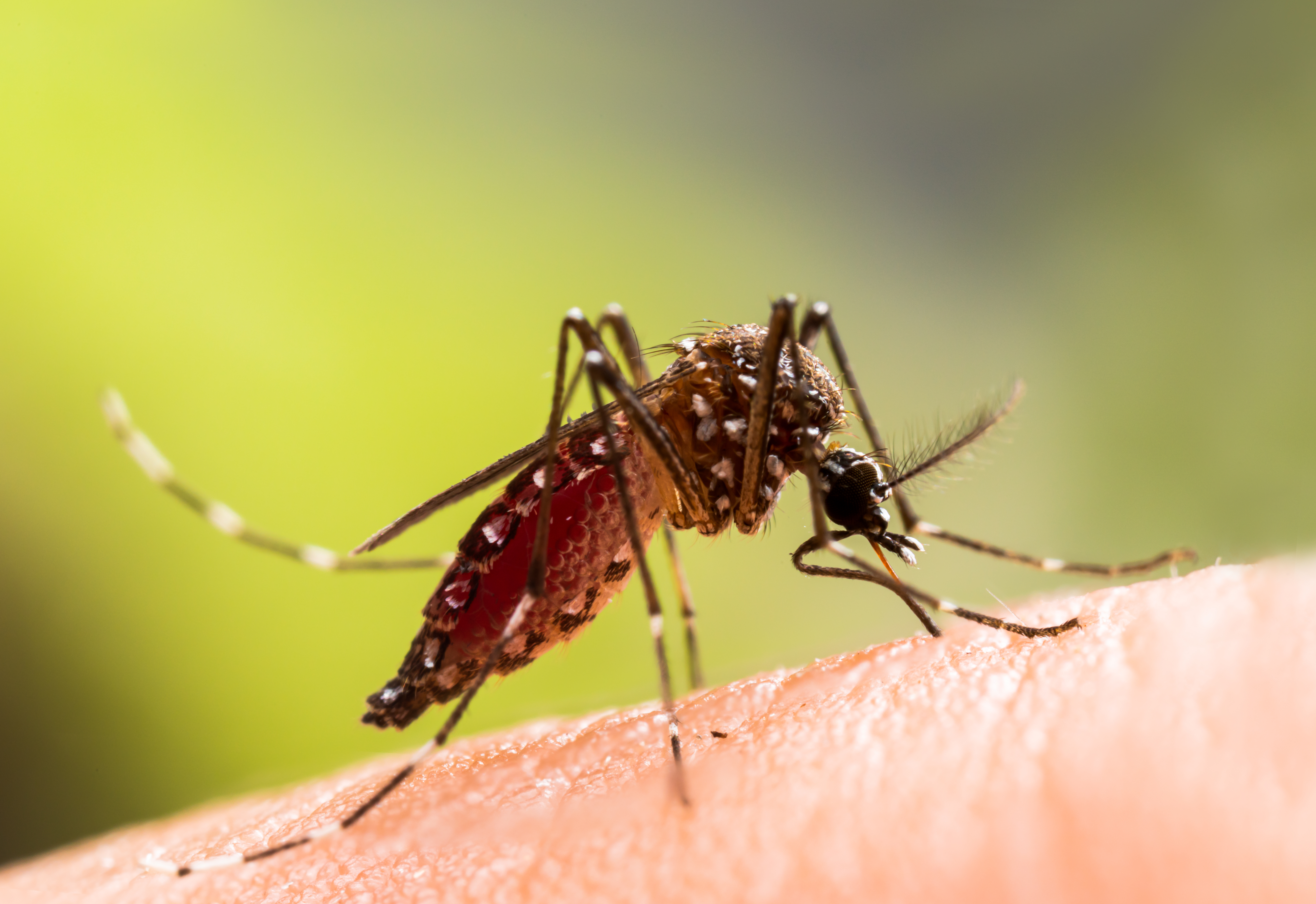 A close up shot of a mosquito - experience the best mosquito exterminator in Waco, TX with GGA Pest Management.