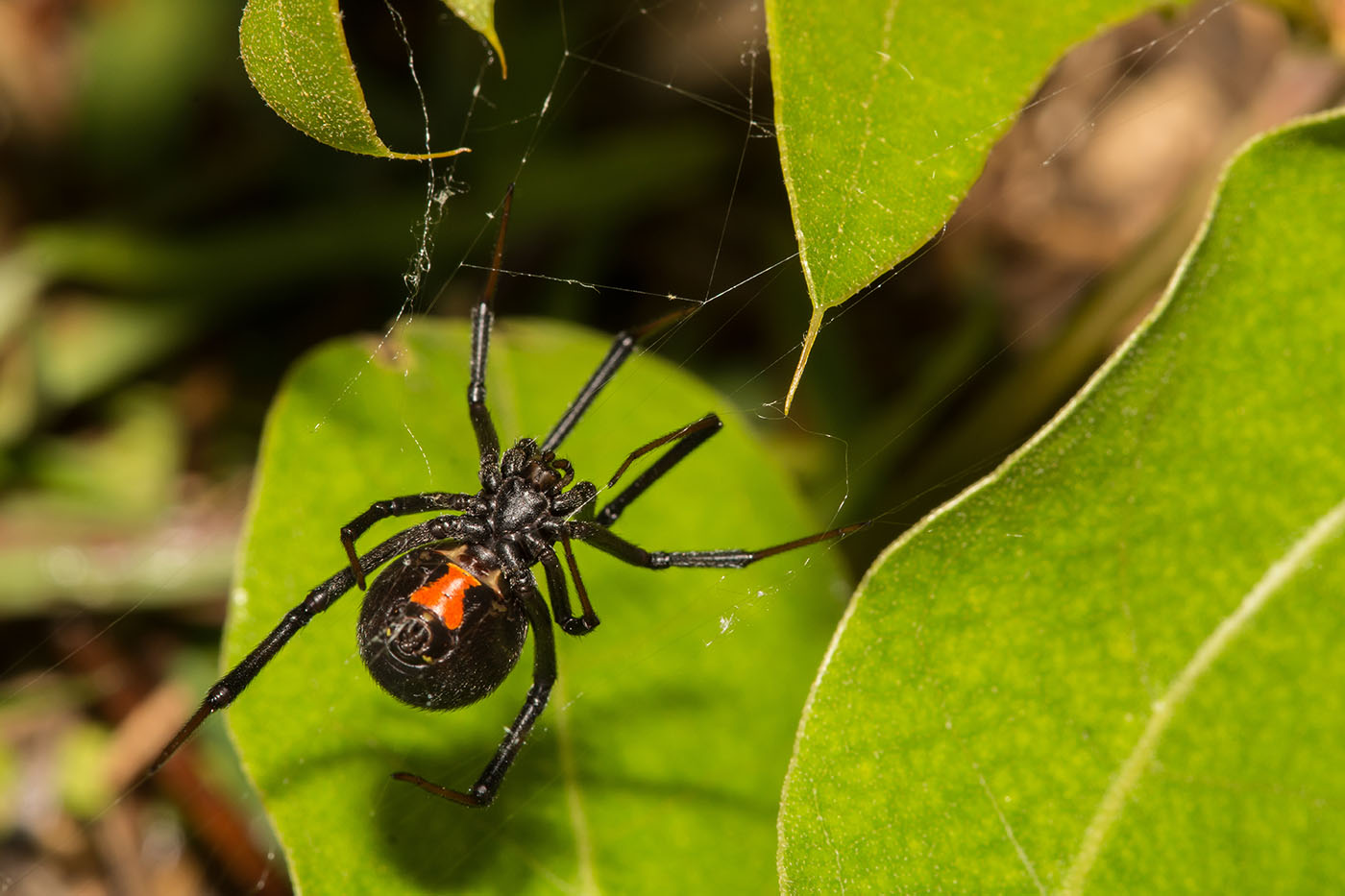 A black widow spider - are you in need of spider pest control in Killeen, TX? Contact {fran_dba today!