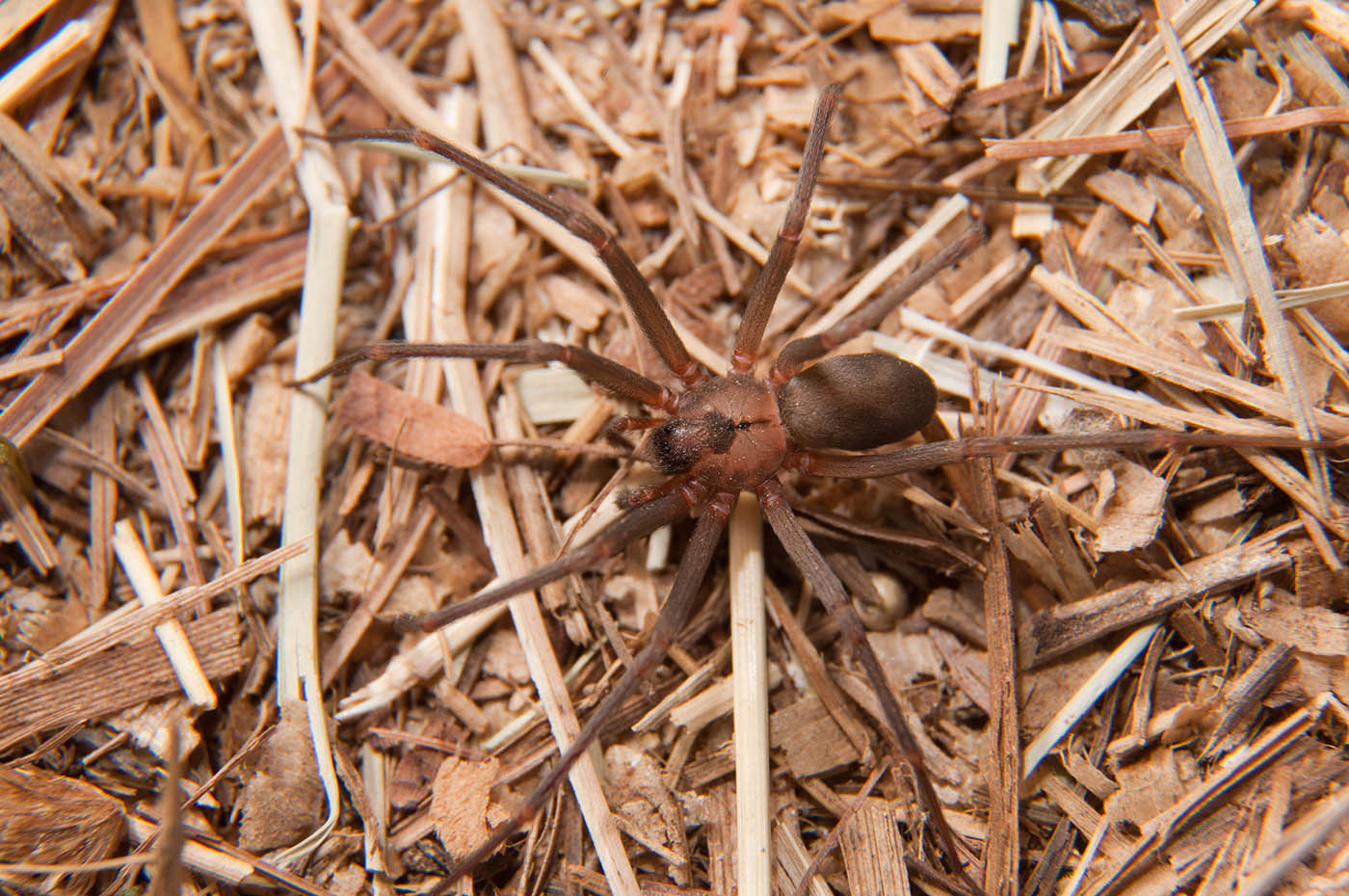 A brown recluse - contact GGA Pest Management for spider removal!