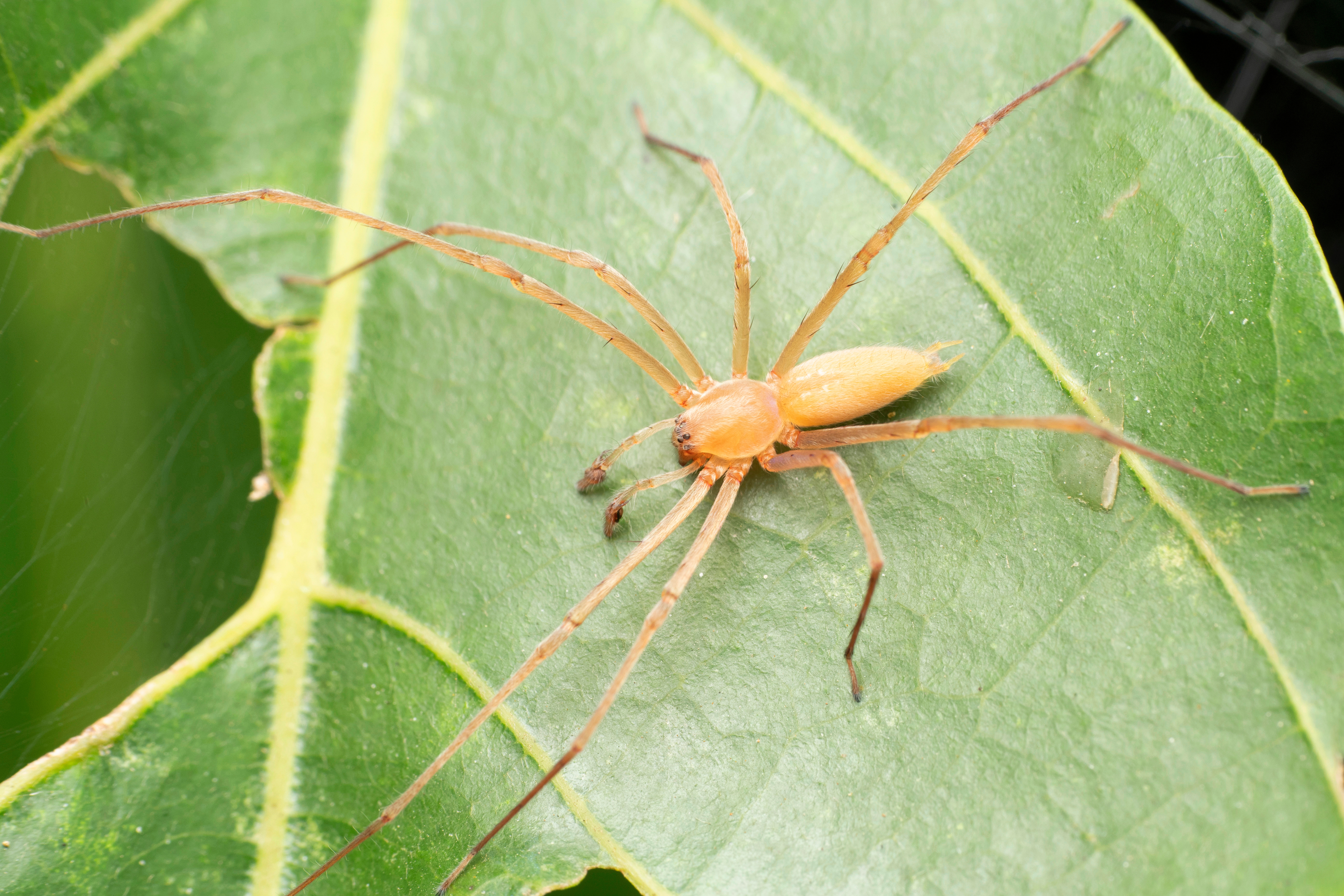 A sac spider - contact GGA Pest Management Waco for spider removal!