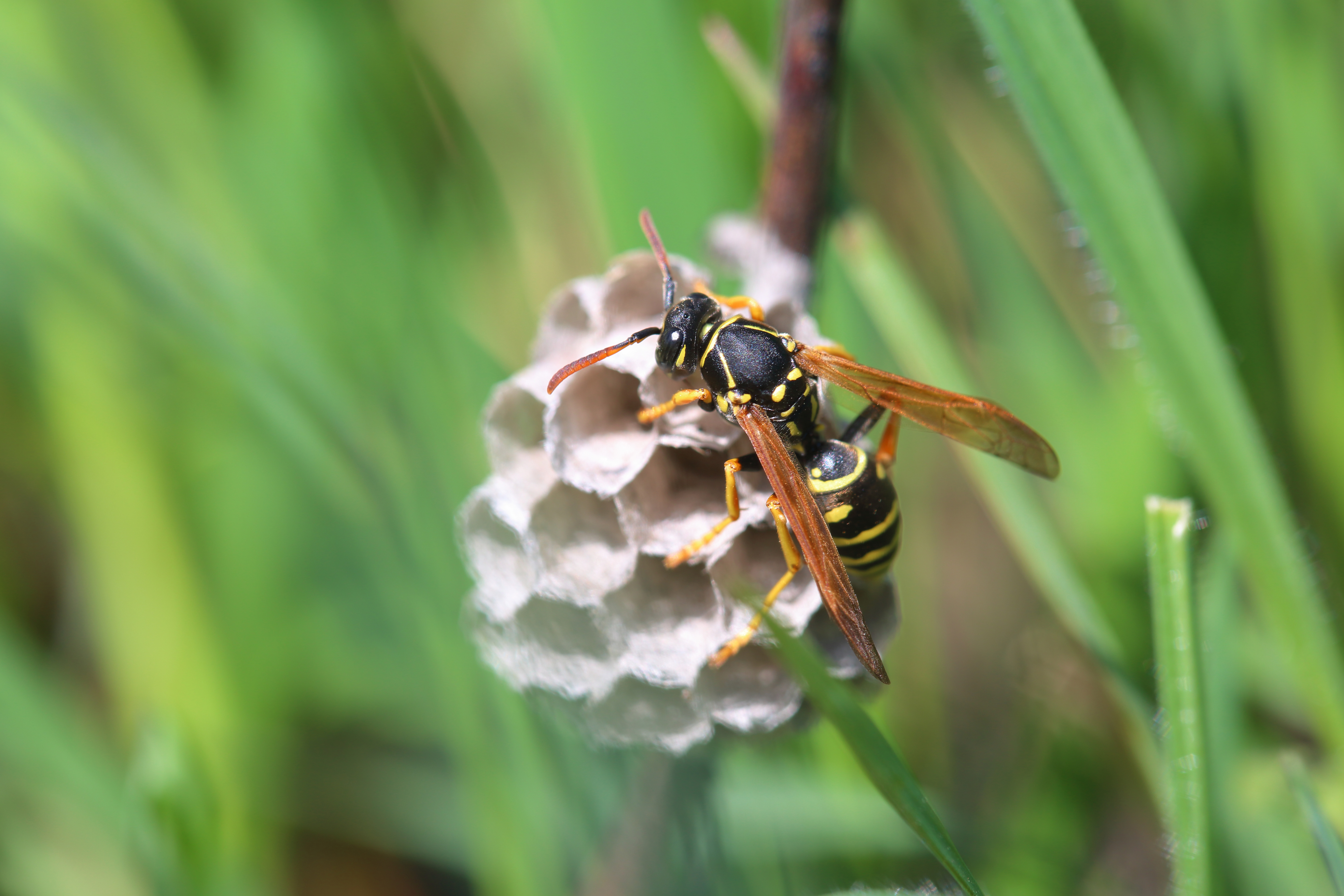 A close up image of a bee building its nests - learn how GGA Pest Management is the best wasp exterminator in Killeen, TX.