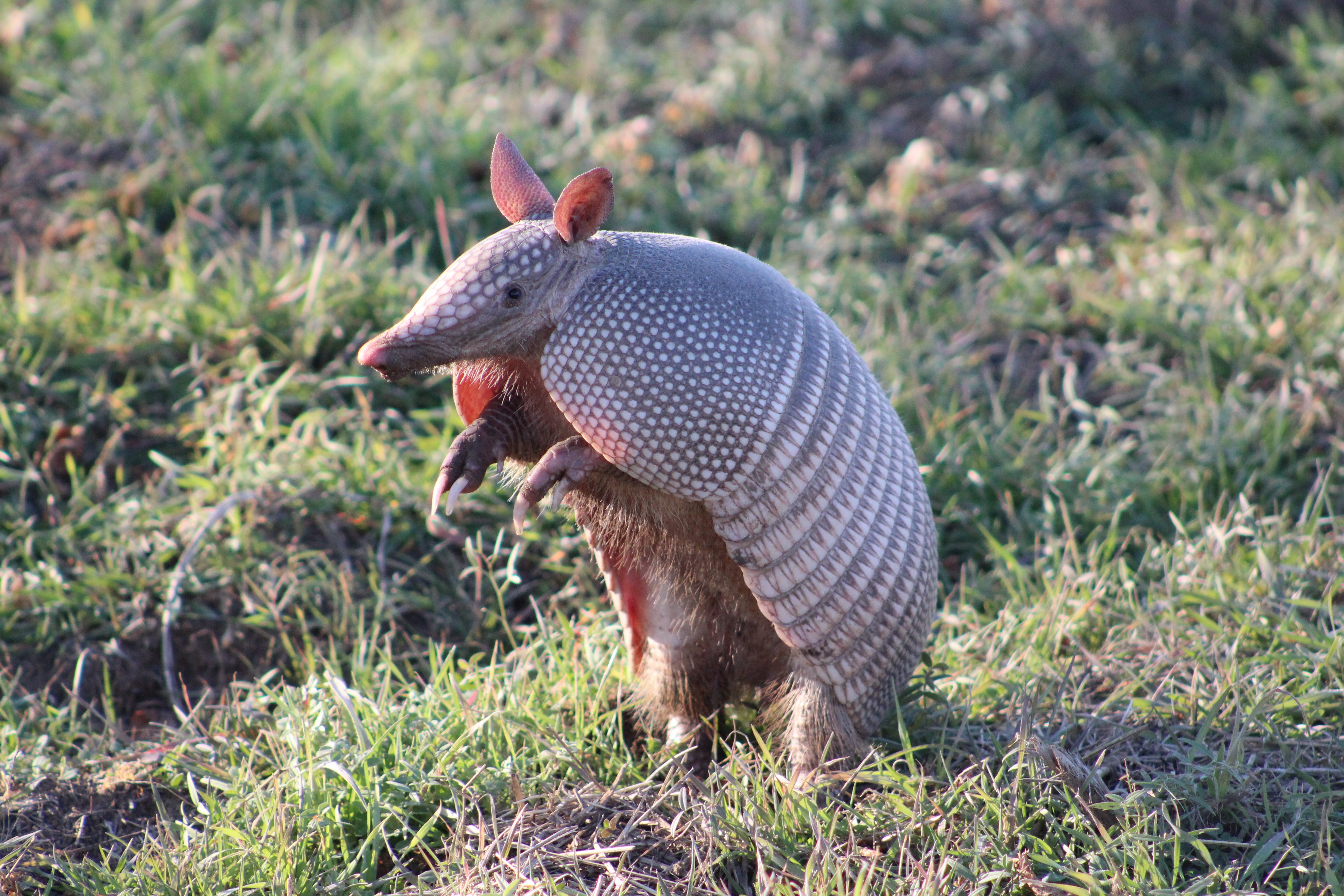 An image of an armadillo wildlife pest - contact GGA Pest Management Waco for your removal.