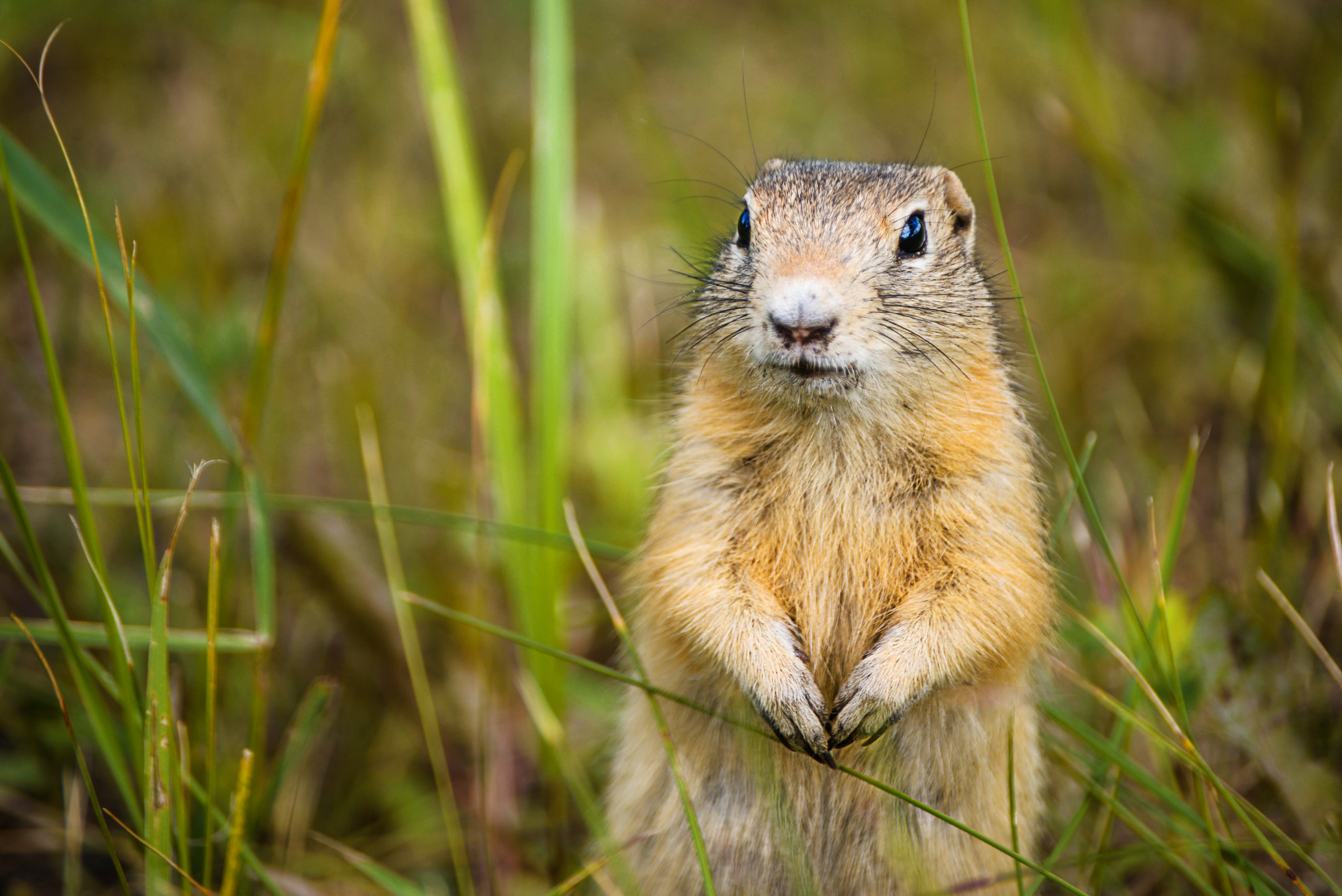 An image of a gopher - GGA Pest Management Hillsboro provides humane gopher removal services.