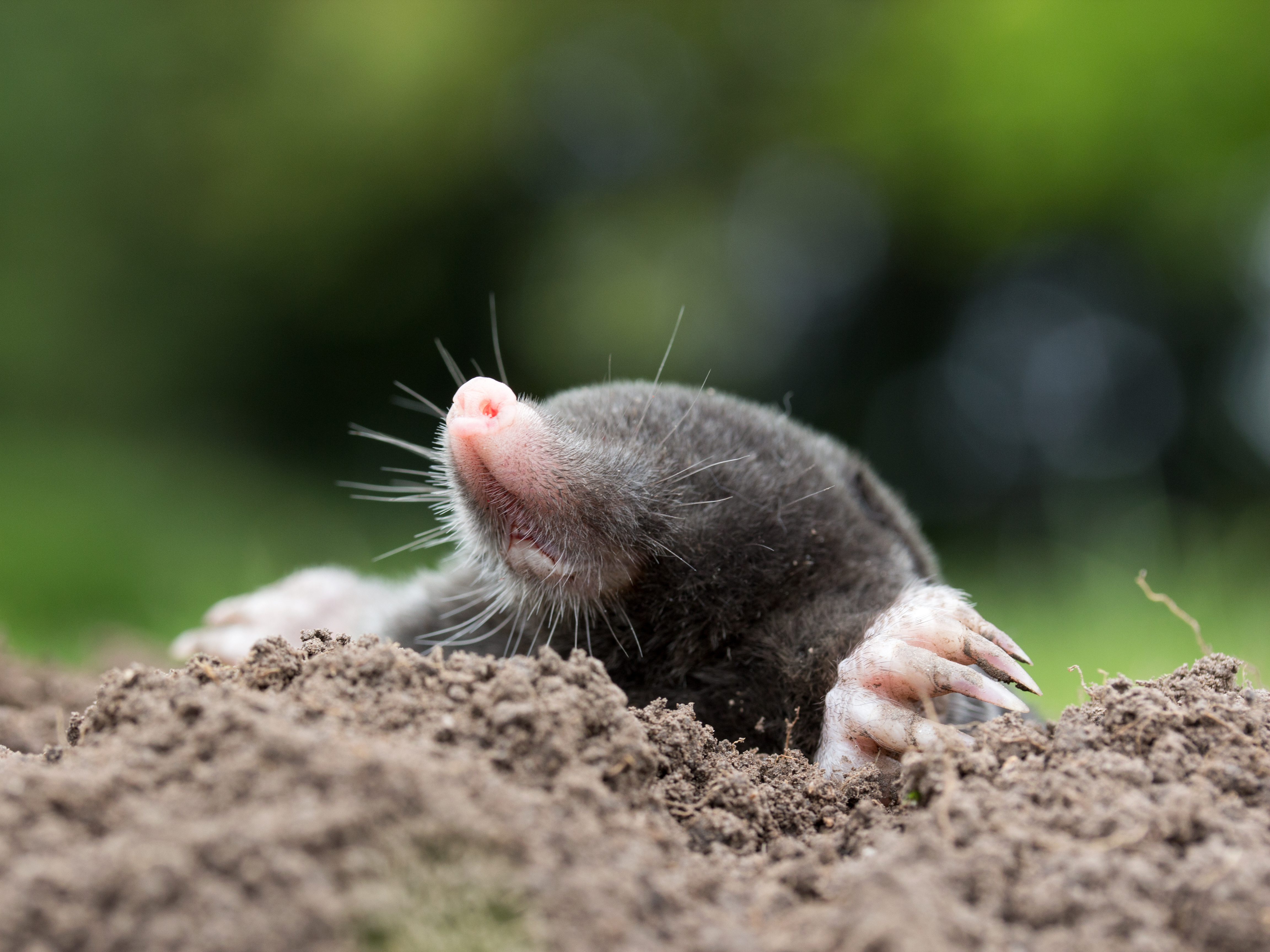 An image of a mole - contact GGA Pest Management Hillsboro for your mole removal service.