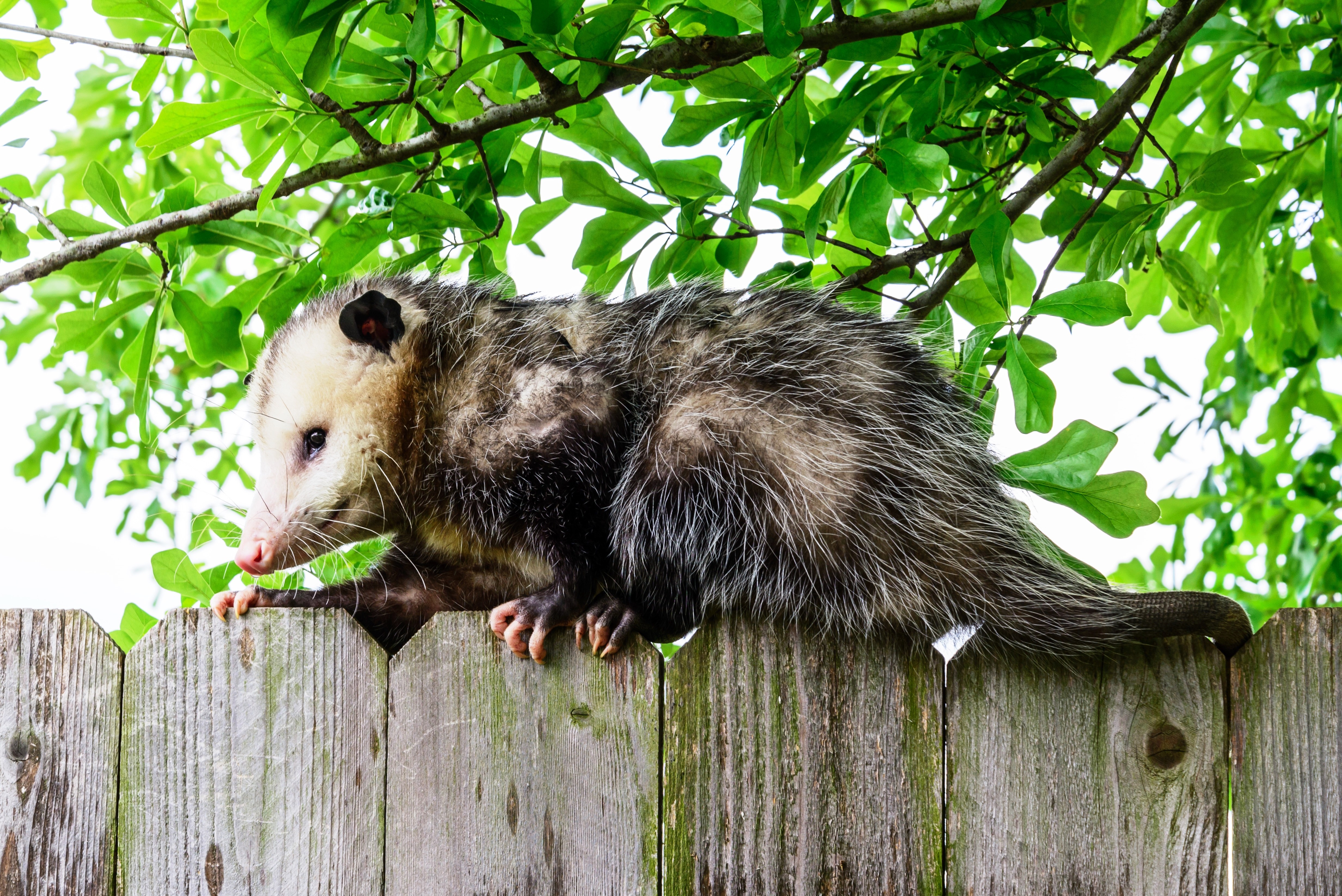 An opossum on a fence - contact GGA Pest Management Hillsboro for your removal service today.