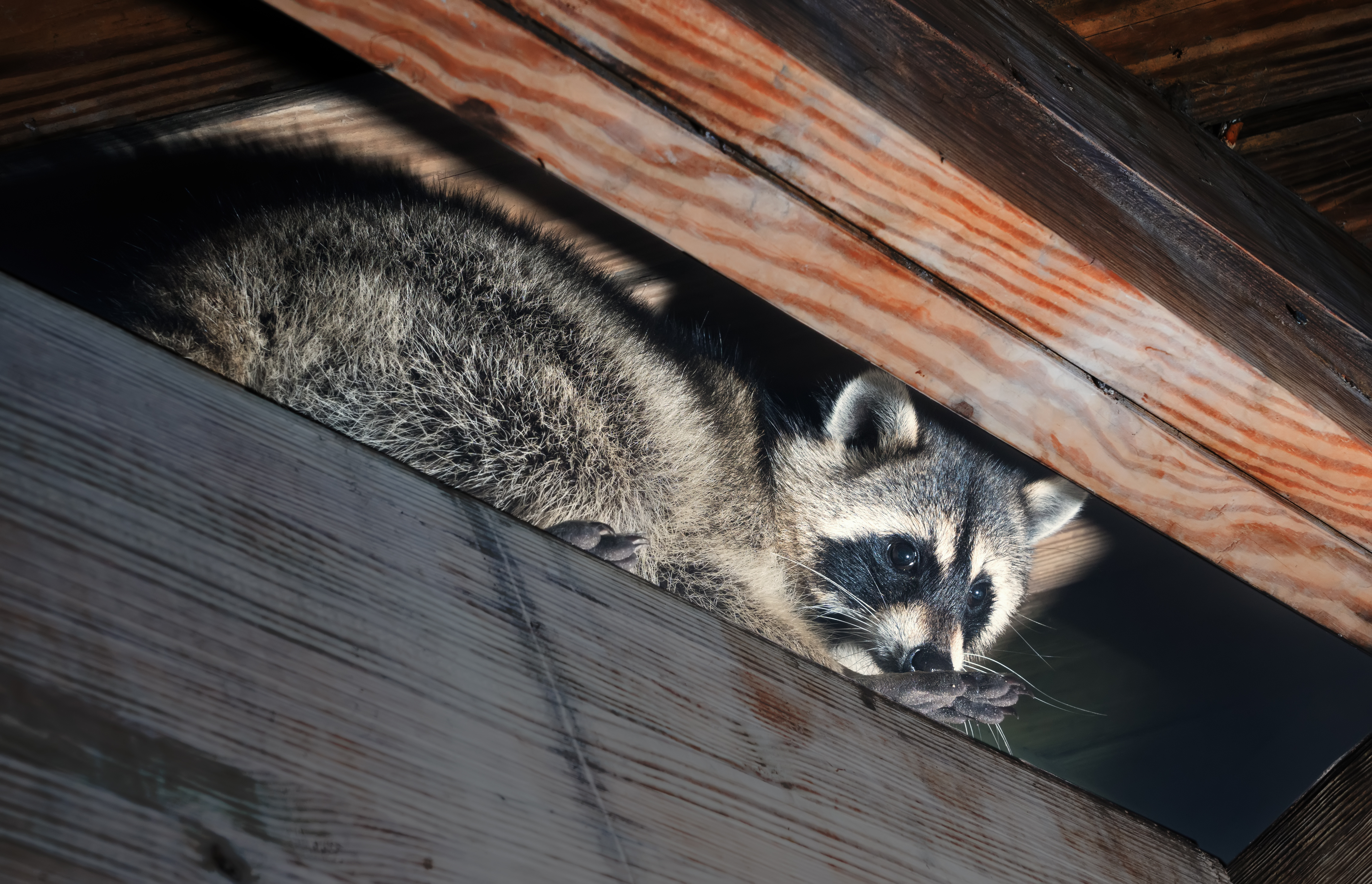 A raccoon hiding in a residential home - GGA Pest Management Waco offers the best raccoon removal services.