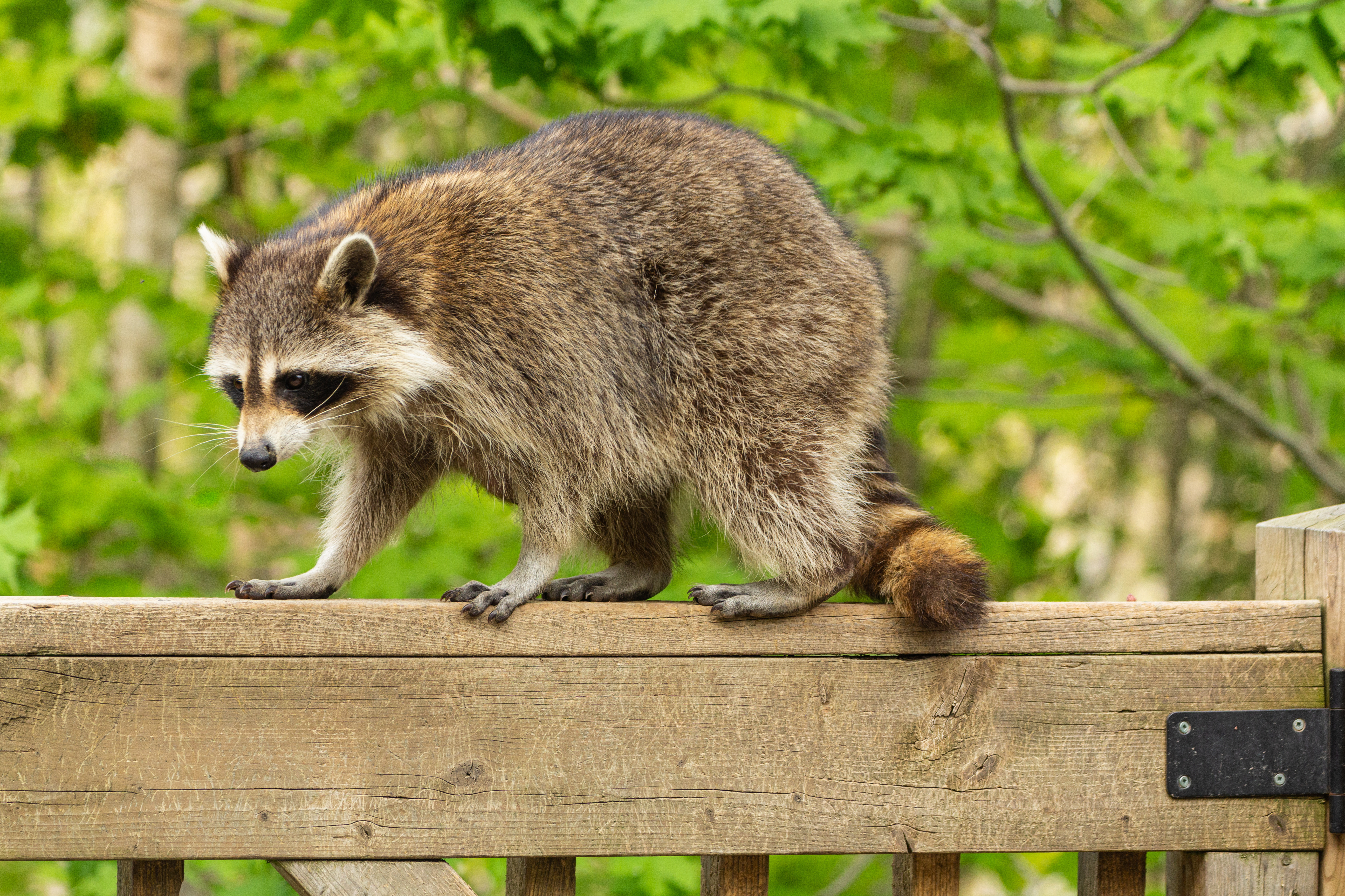 An image of a raccoon on a fence - contact GGA Pest Management for your Killeen wildlife removal services today. 