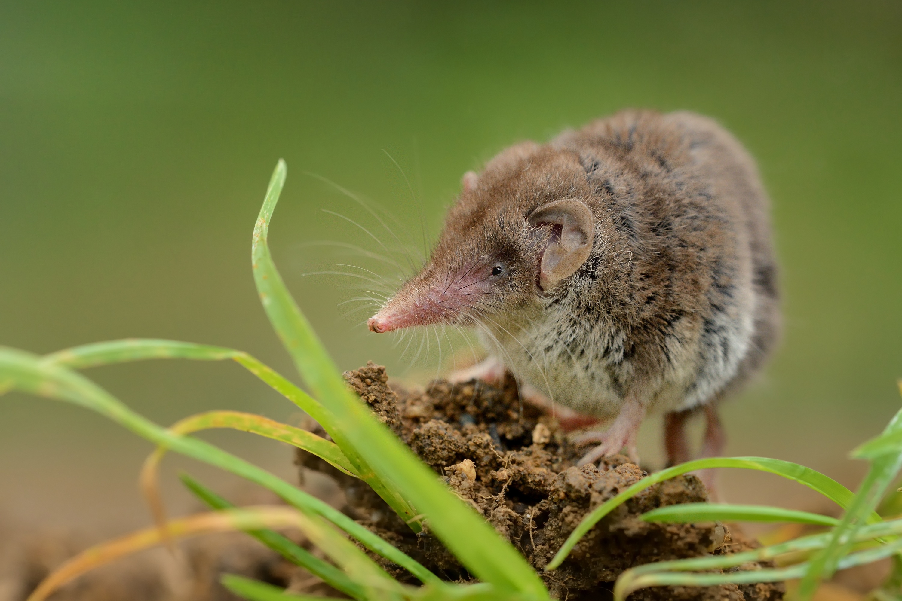 An image of a shrew - contact GGA Pest Management Temple for your humane shrew removal service today.