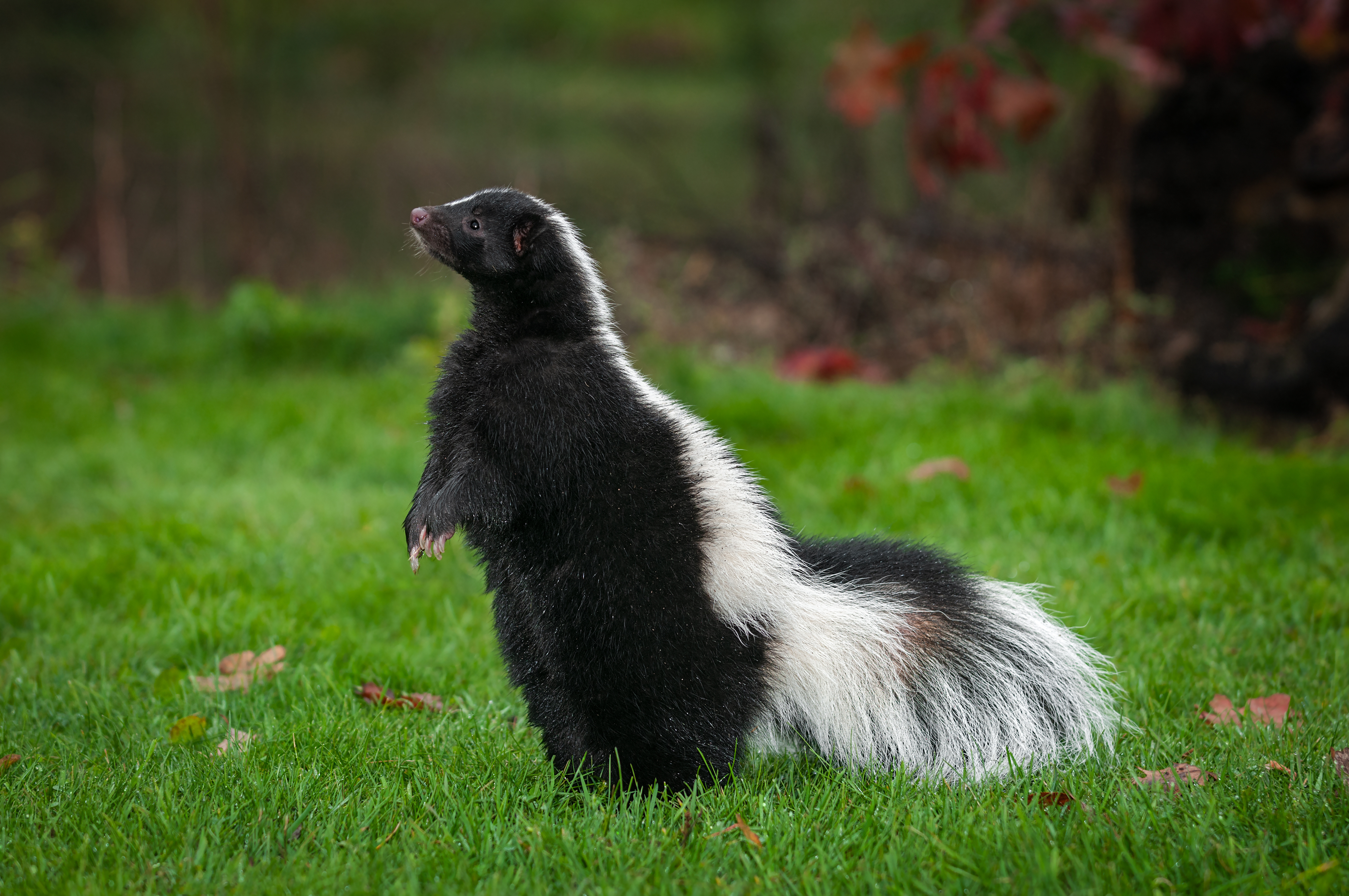 An image of a skunk in a yard - GGA Pest Management Killeen offers skunk removal services to protect you and your property.