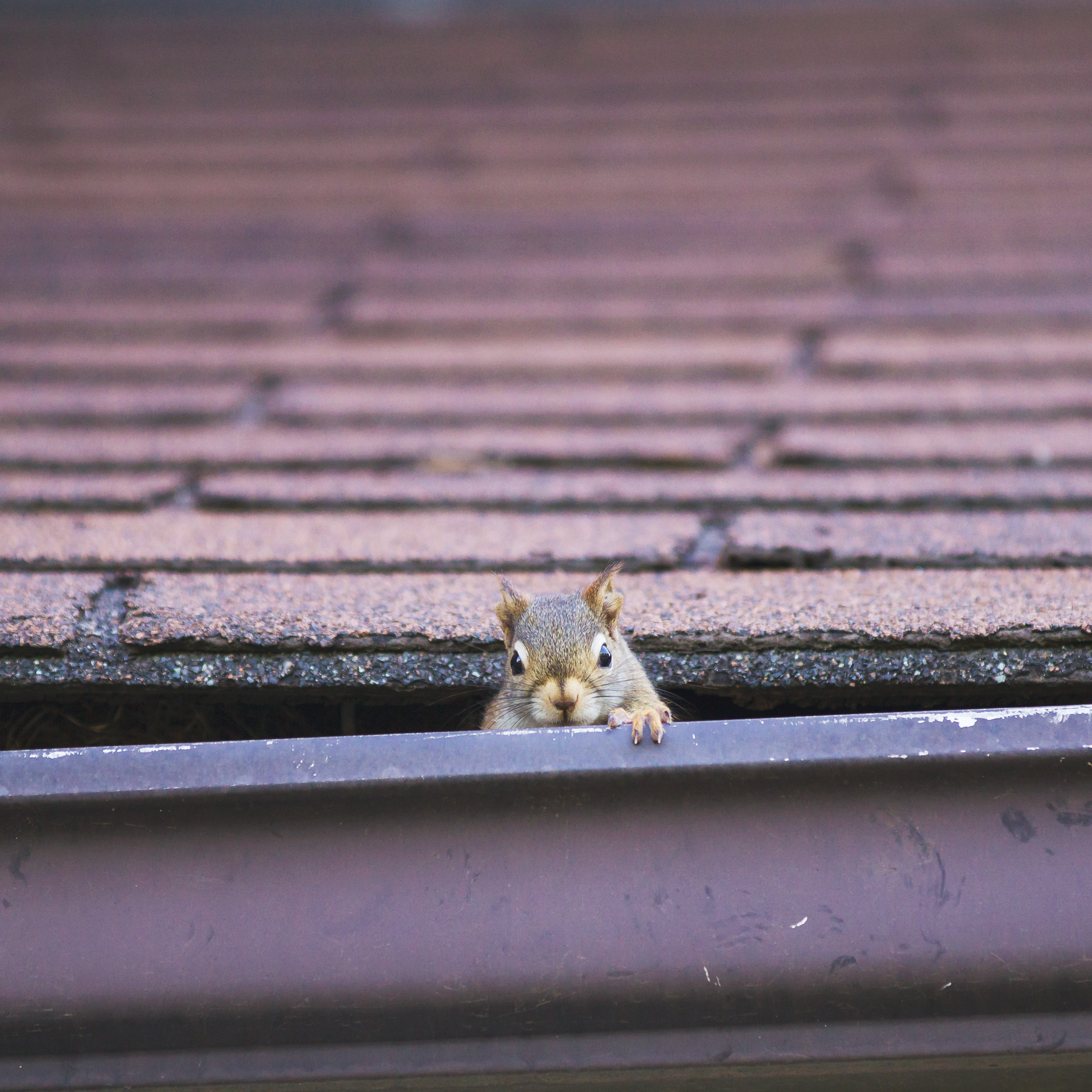 A squirrel hiding in the gutters of a residential home - contact GGA Pest Management Killeen for your removal services today.