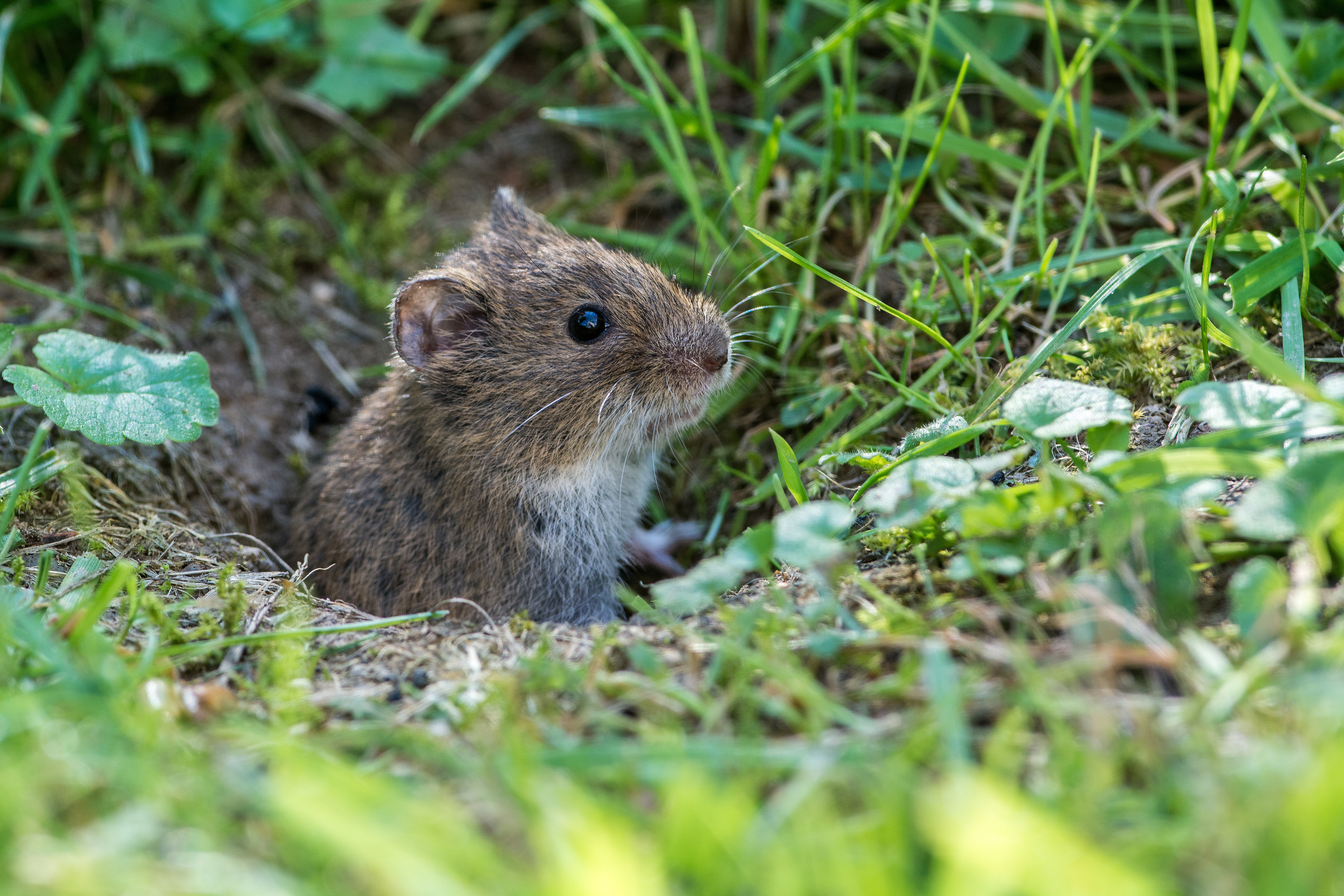 A vole in a hole - contact GGA Pest Management Hillsboro to remove the voles on your property.